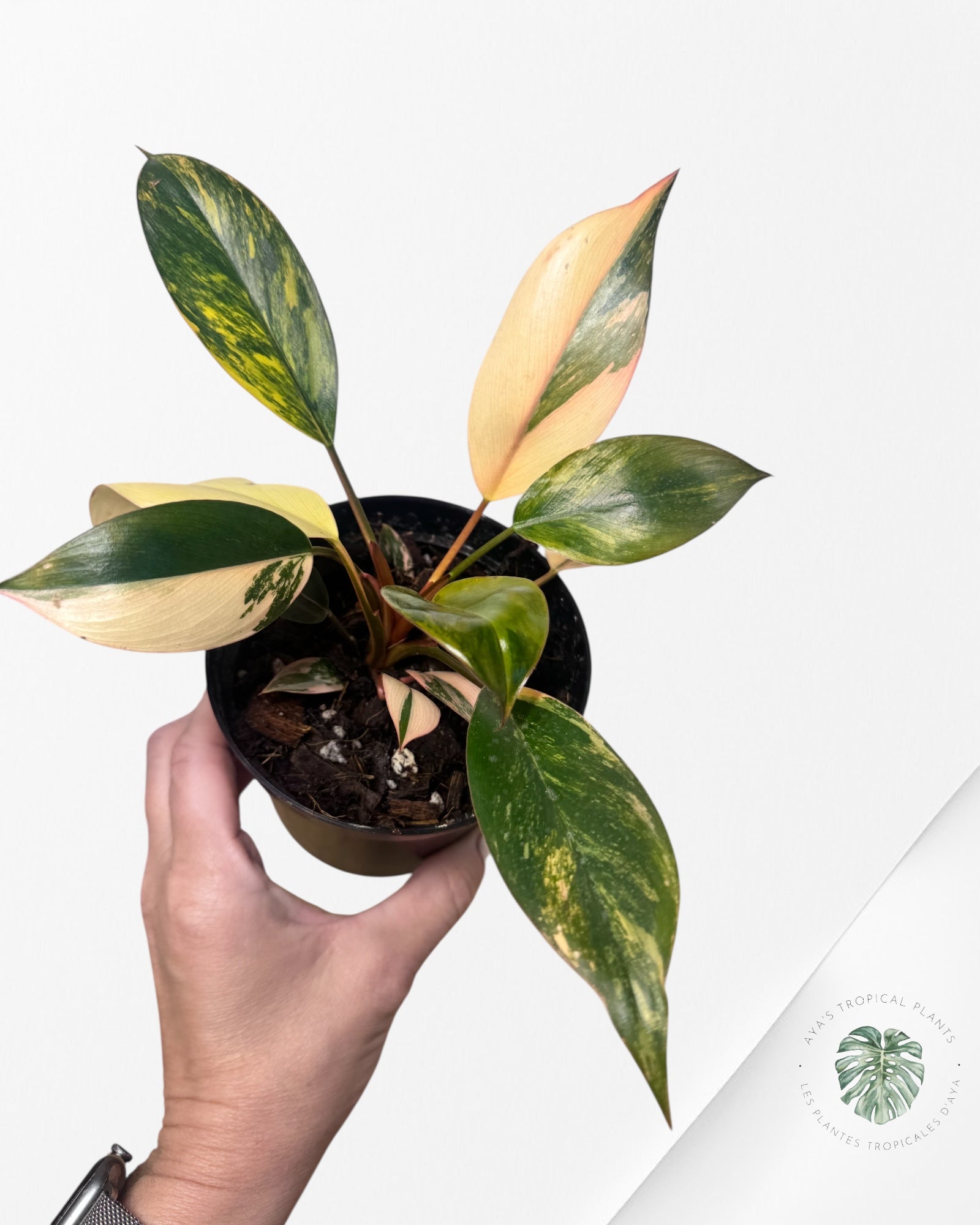 Philodendron 'Red Congo' variegated - F40