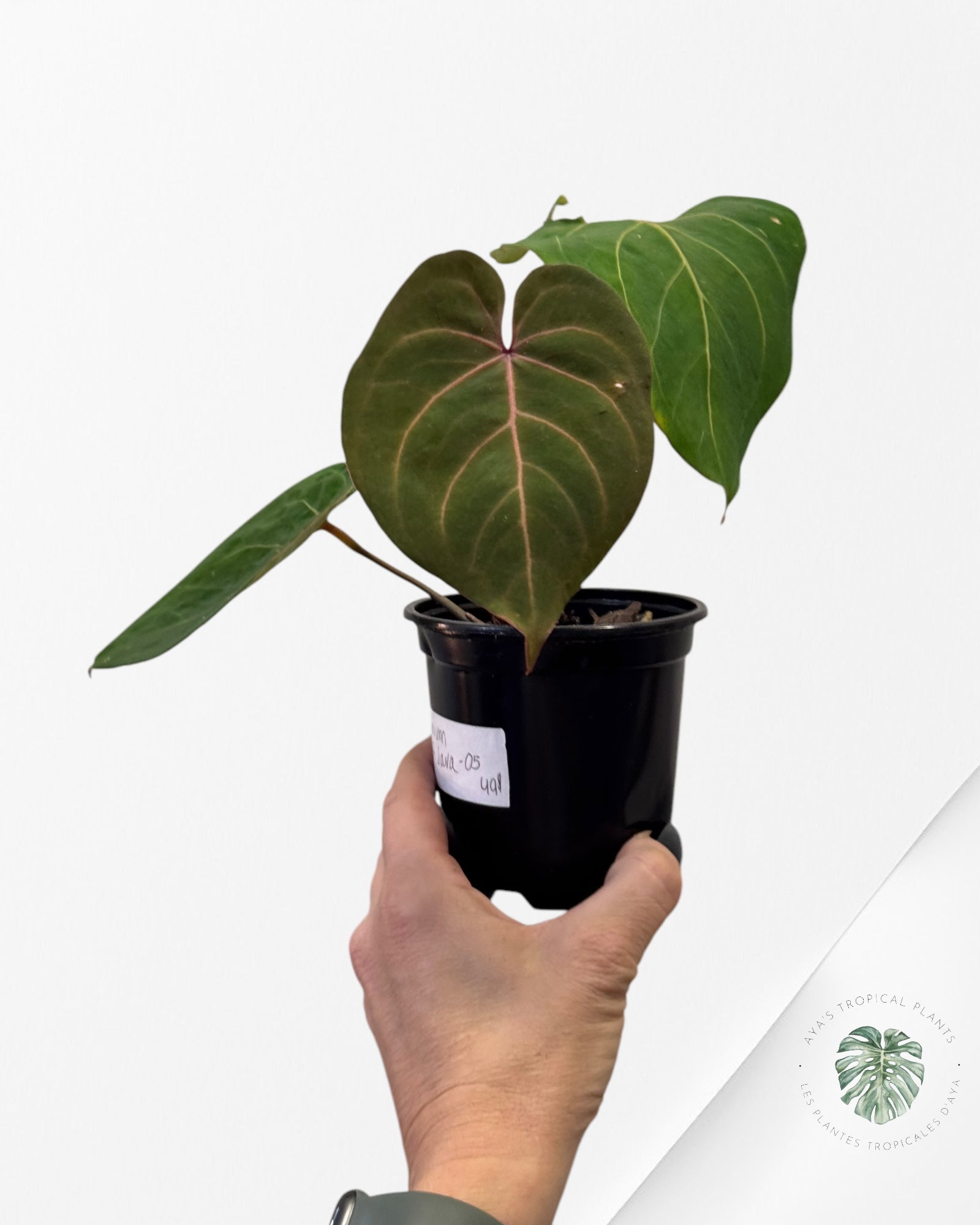 Anthurium Rouge de Java-05