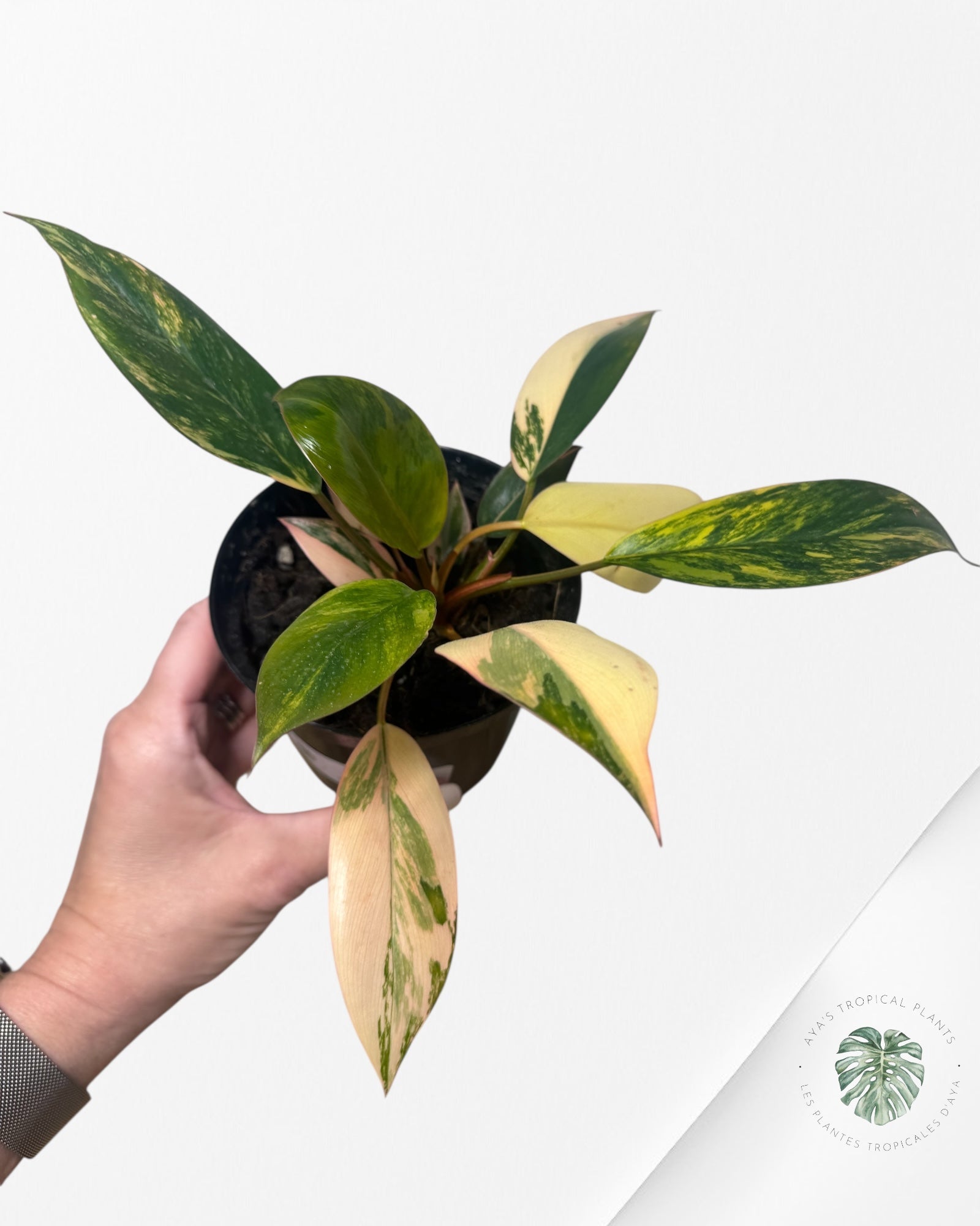 Philodendron 'Red Congo' variegated - F40