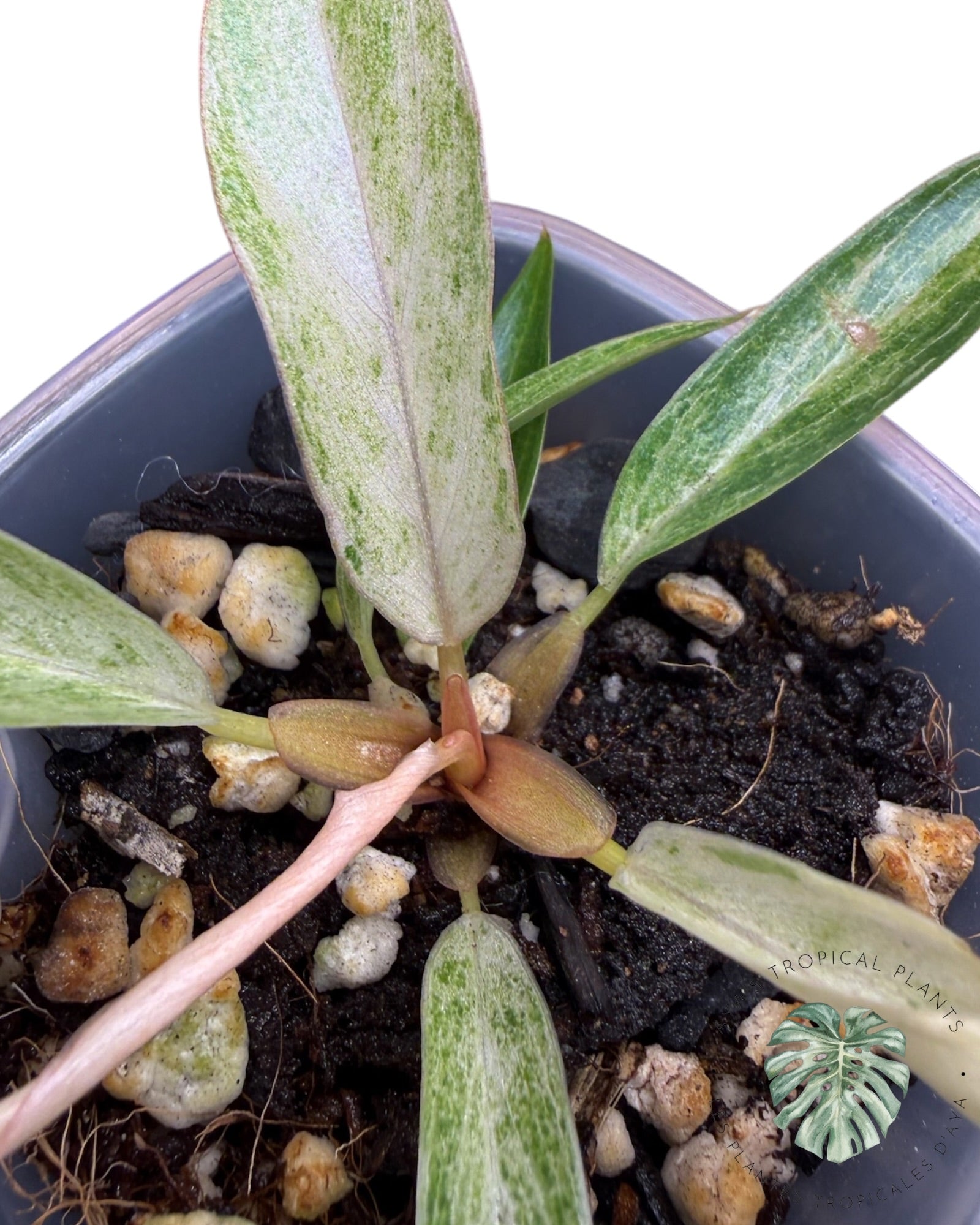 Philodendron Strawberry Caramel Variegated
