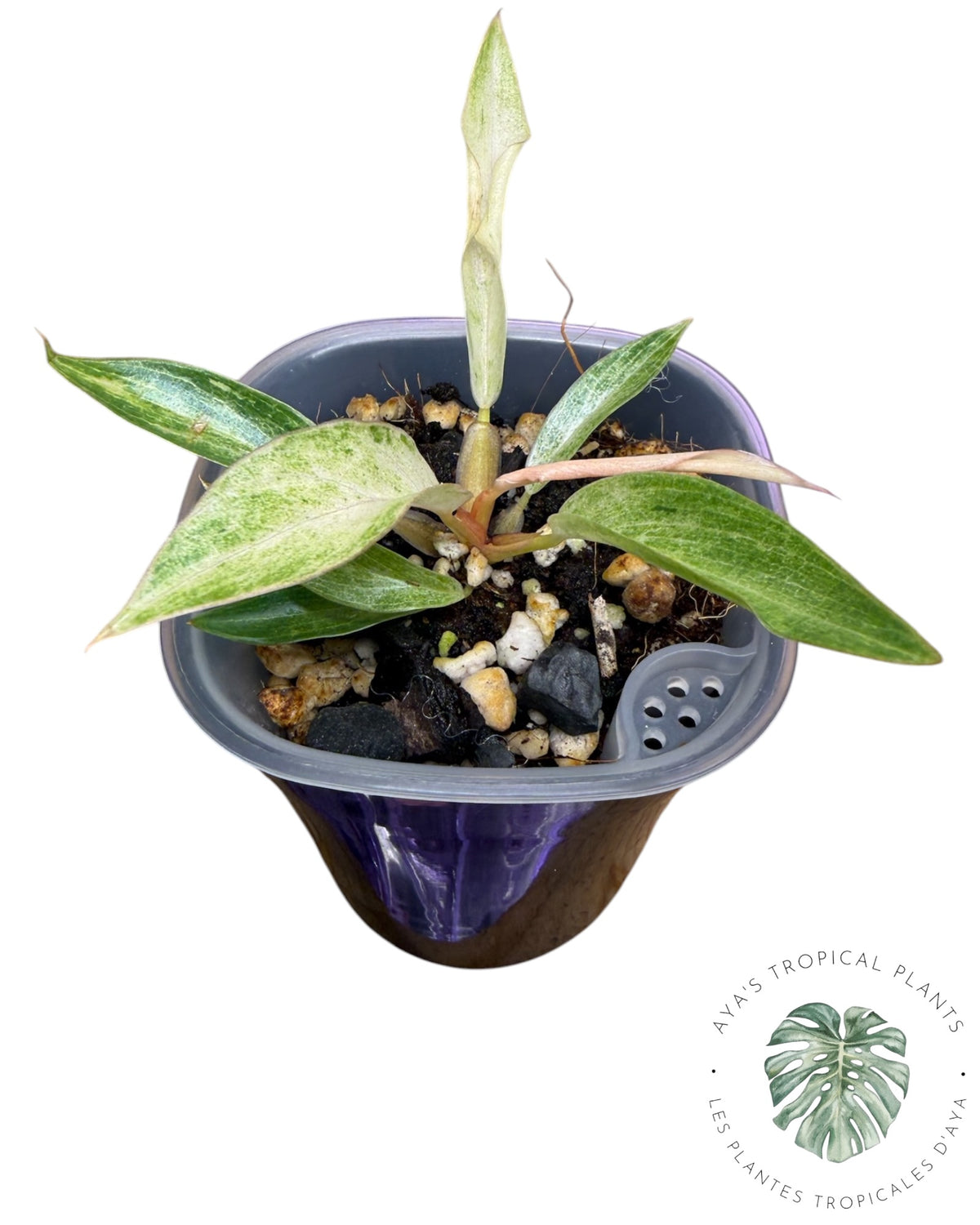 Philodendron Strawberry Caramel Variegated