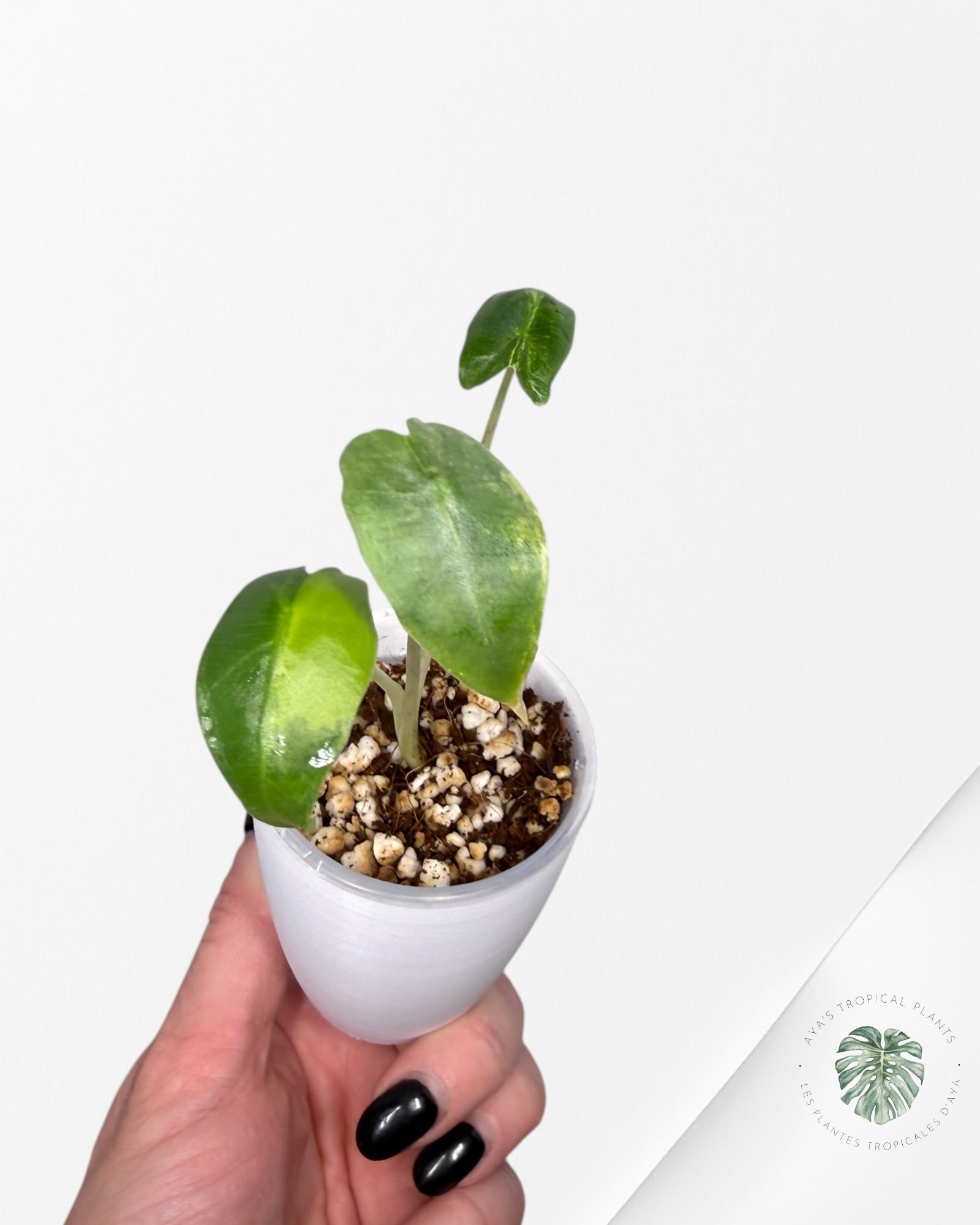 Alocasia Sarian Aurea Variegated