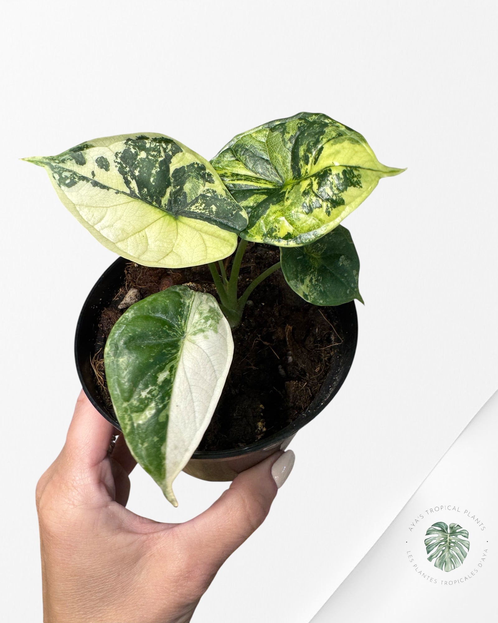 Alocasia baginda ' Dragon Scale’ variegated - F3