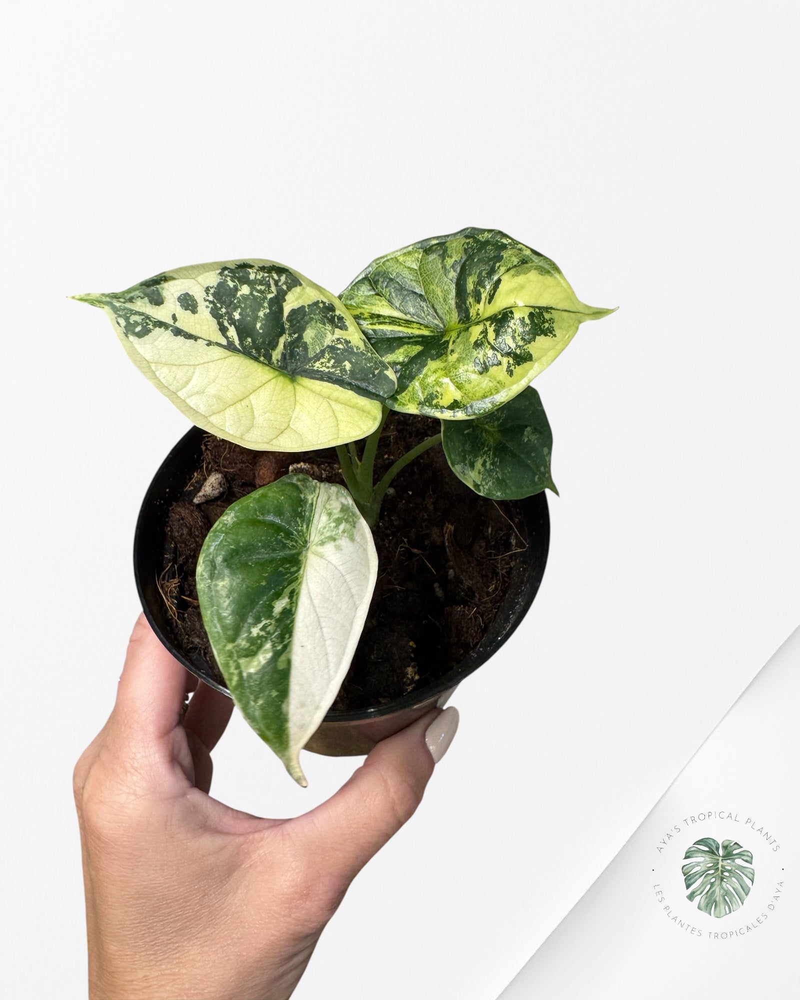 Alocasia baginda ' Dragon Scale’ variegated - F3