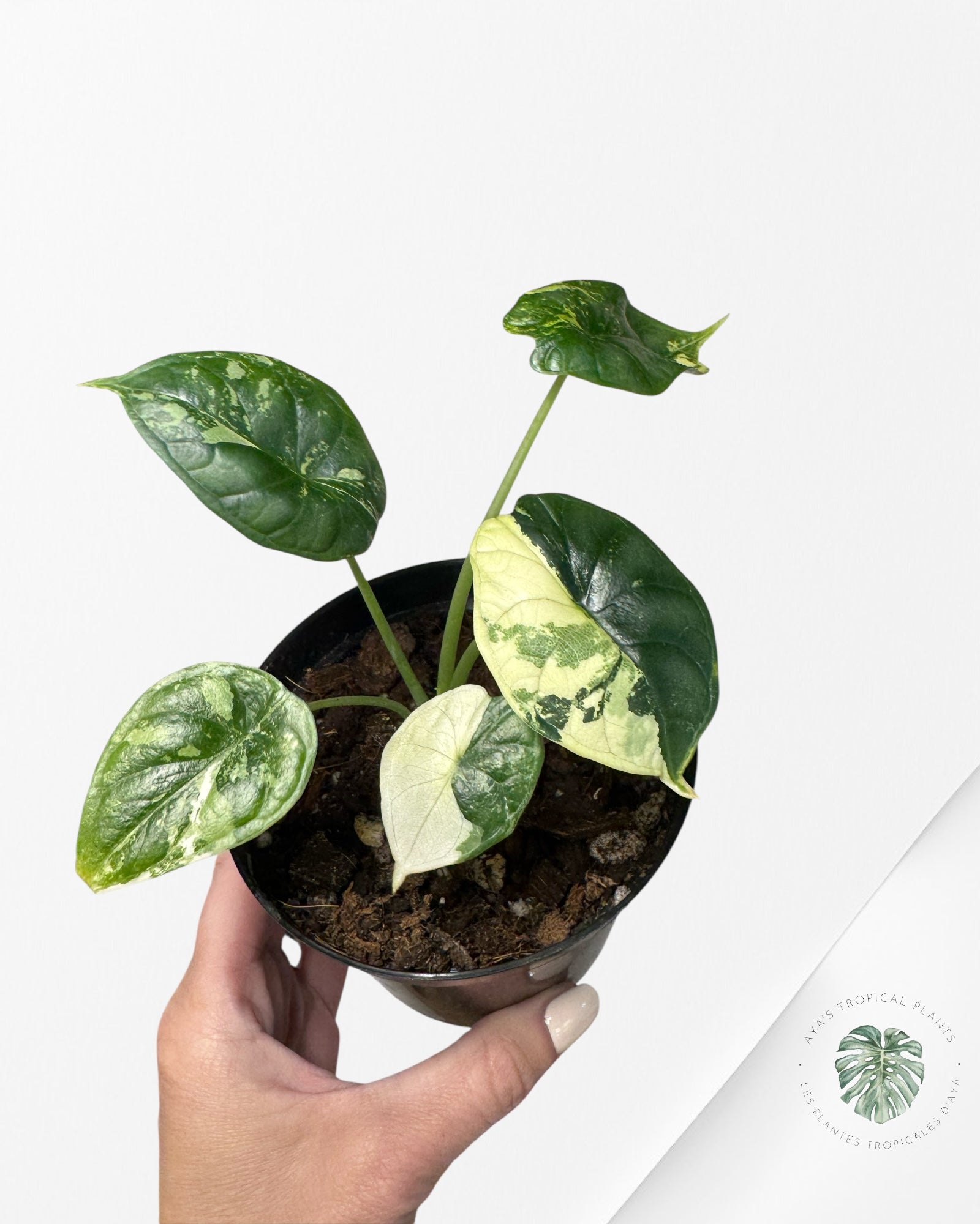 Alocasia baginda ' Dragon Scale’ variegated - F1