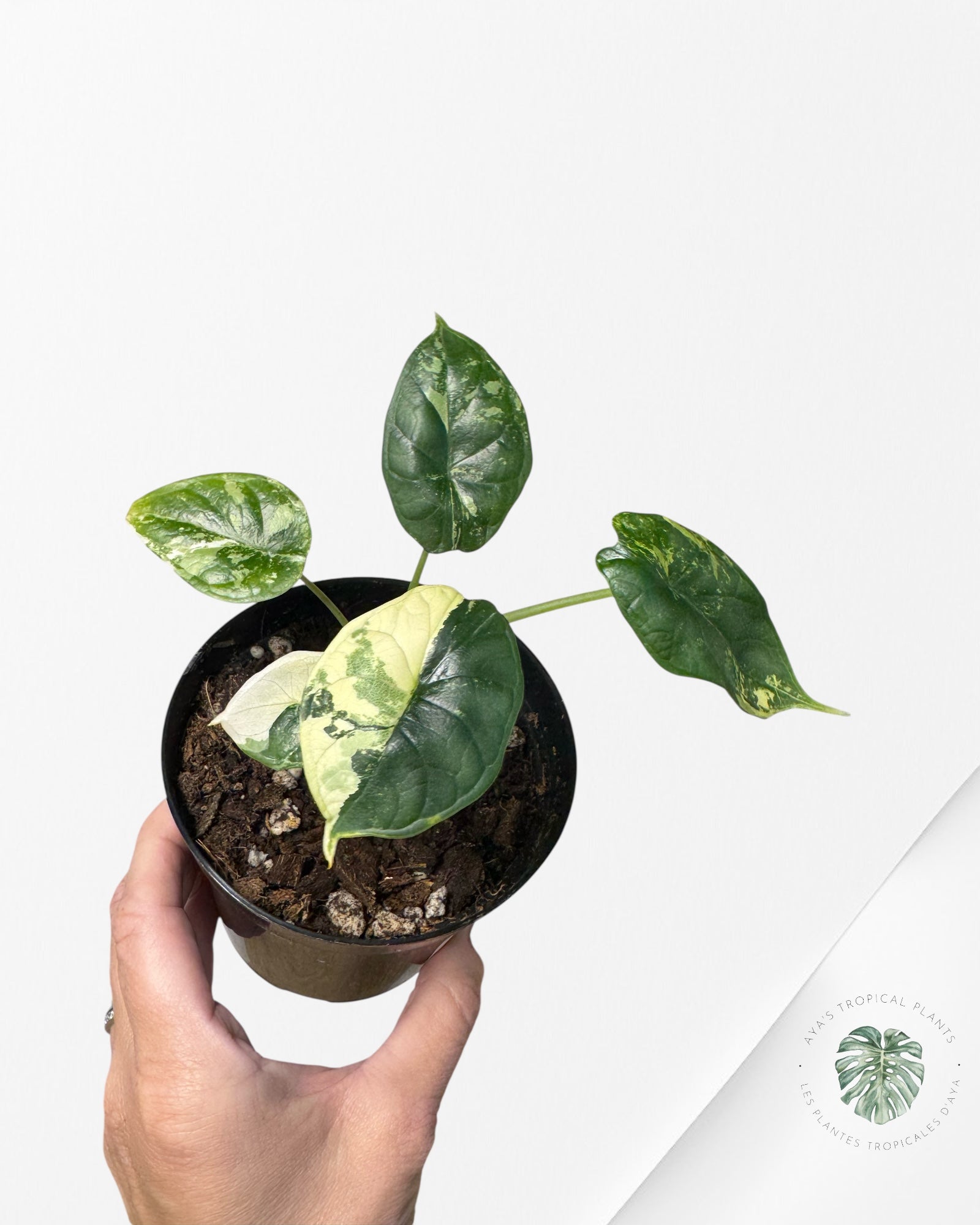 Alocasia baginda ' Dragon Scale’ variegated - F1