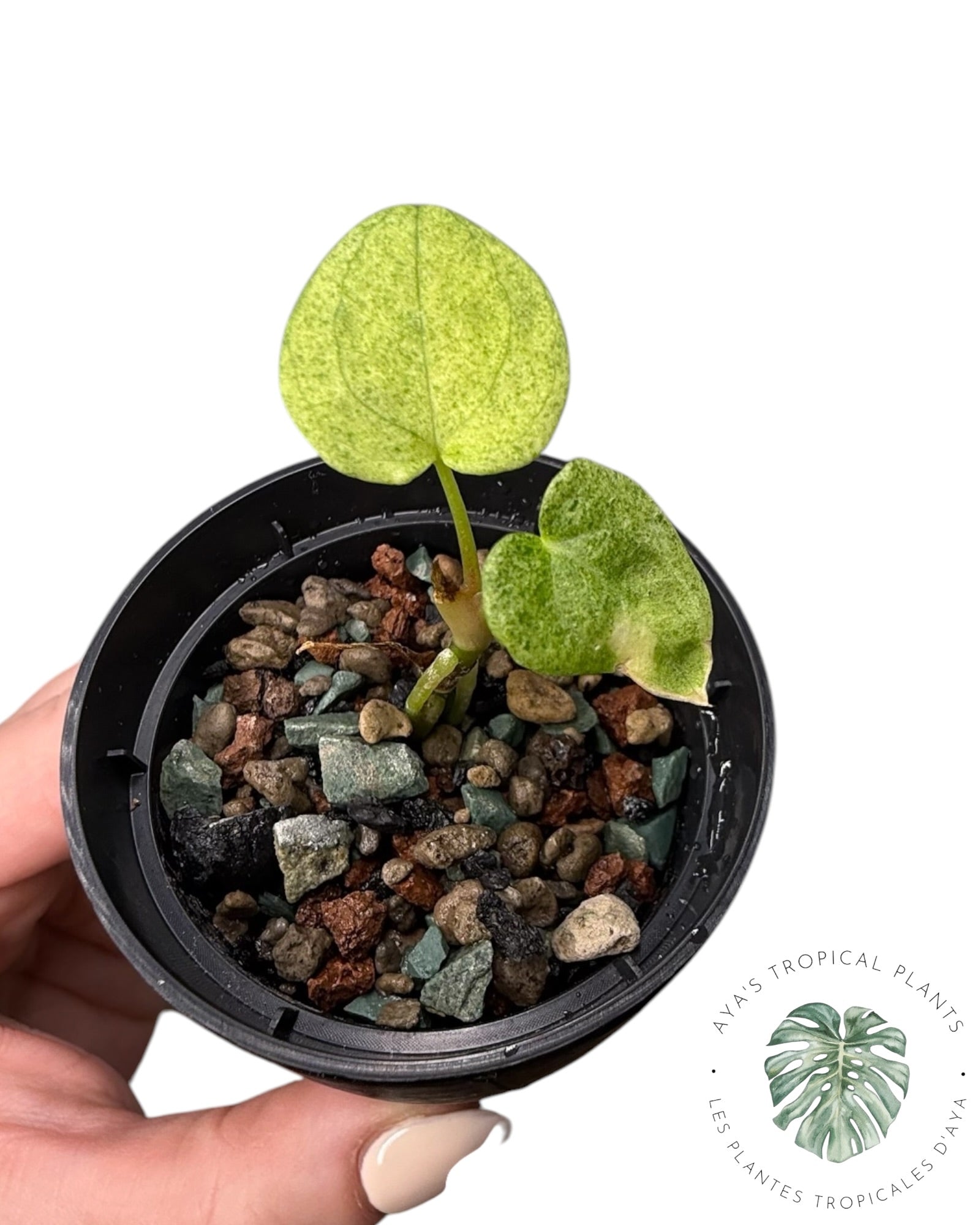 T.C. Anthurium