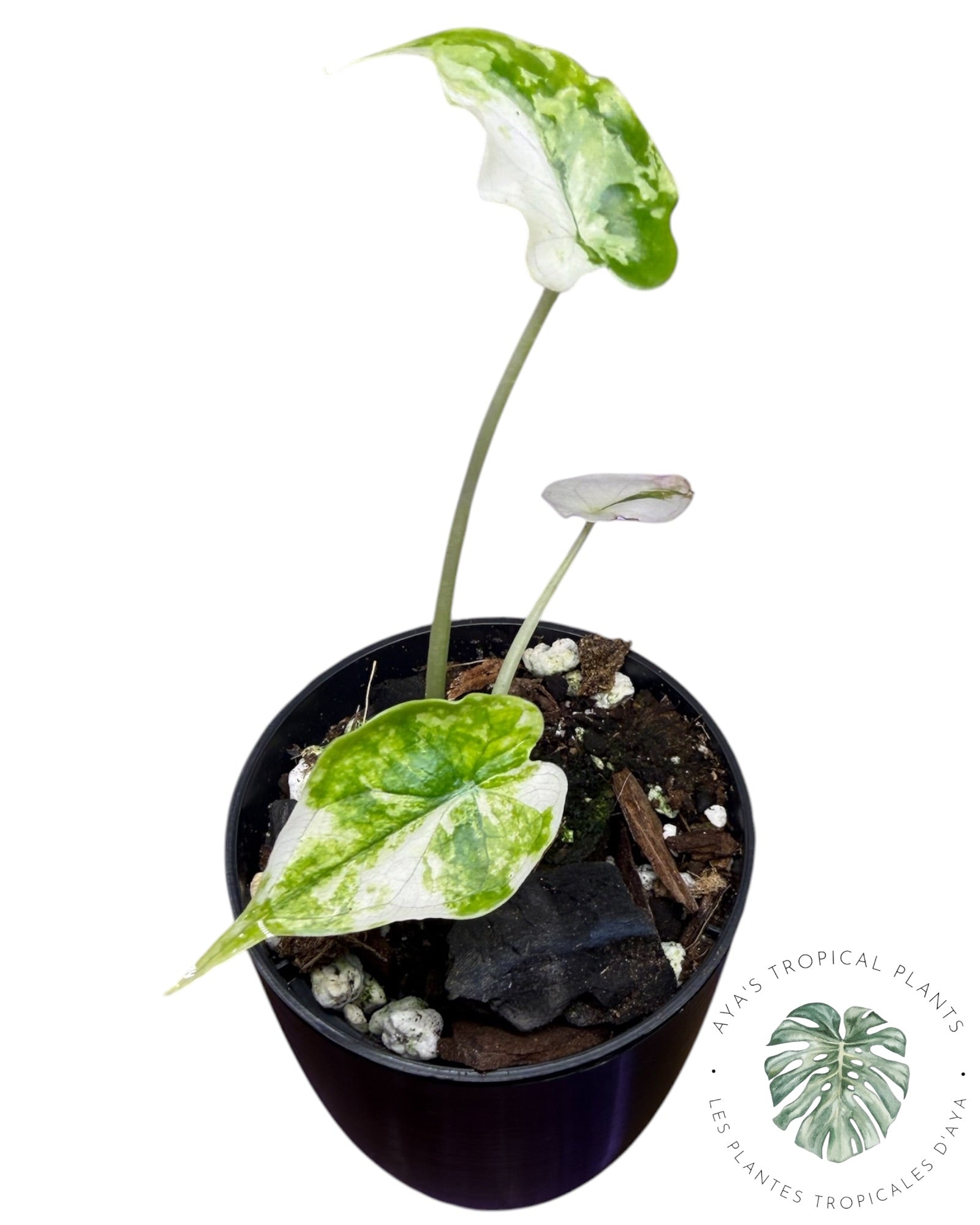Alocasia Dragon Scale Albo