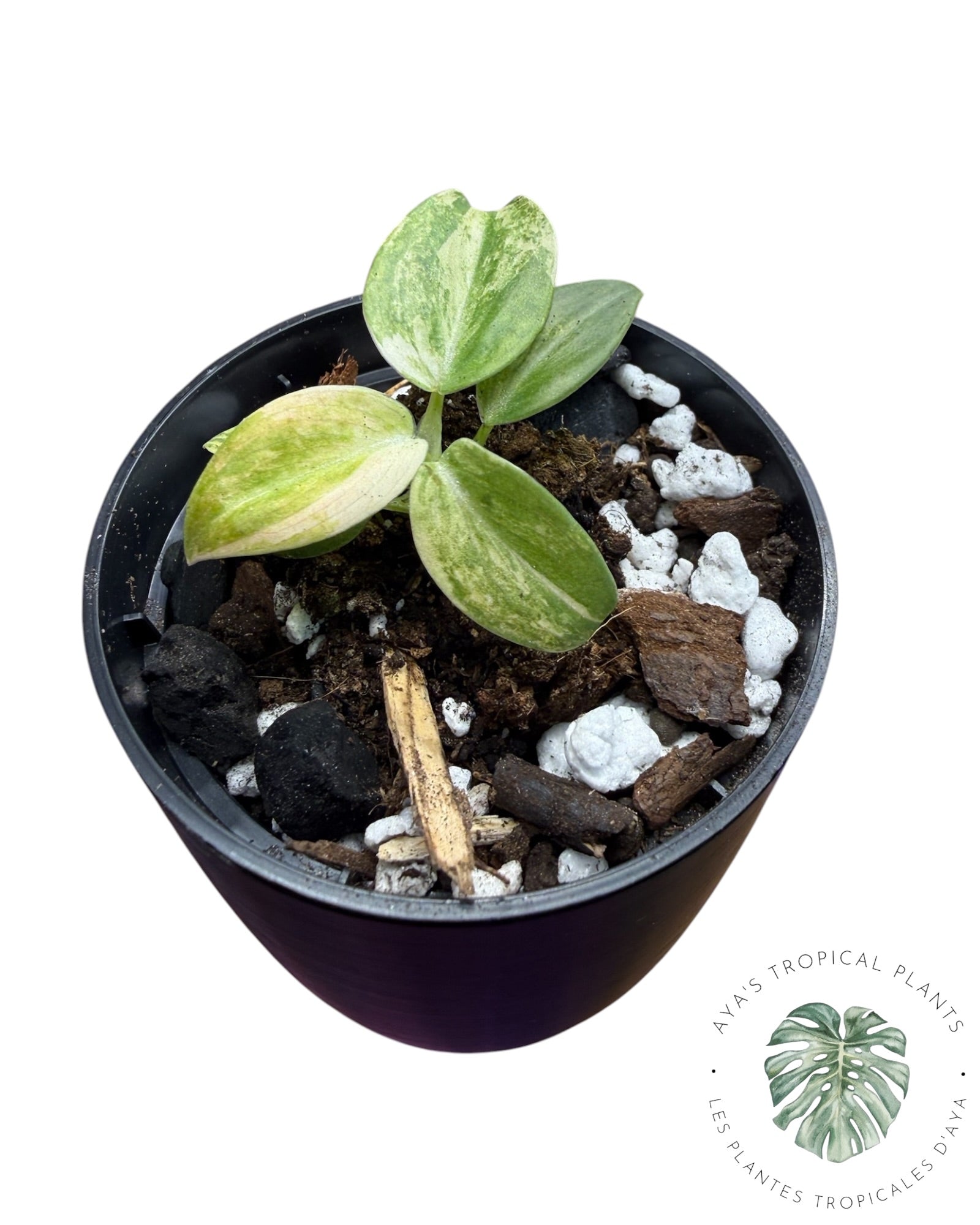 Philodendron Melanochrysum Orange