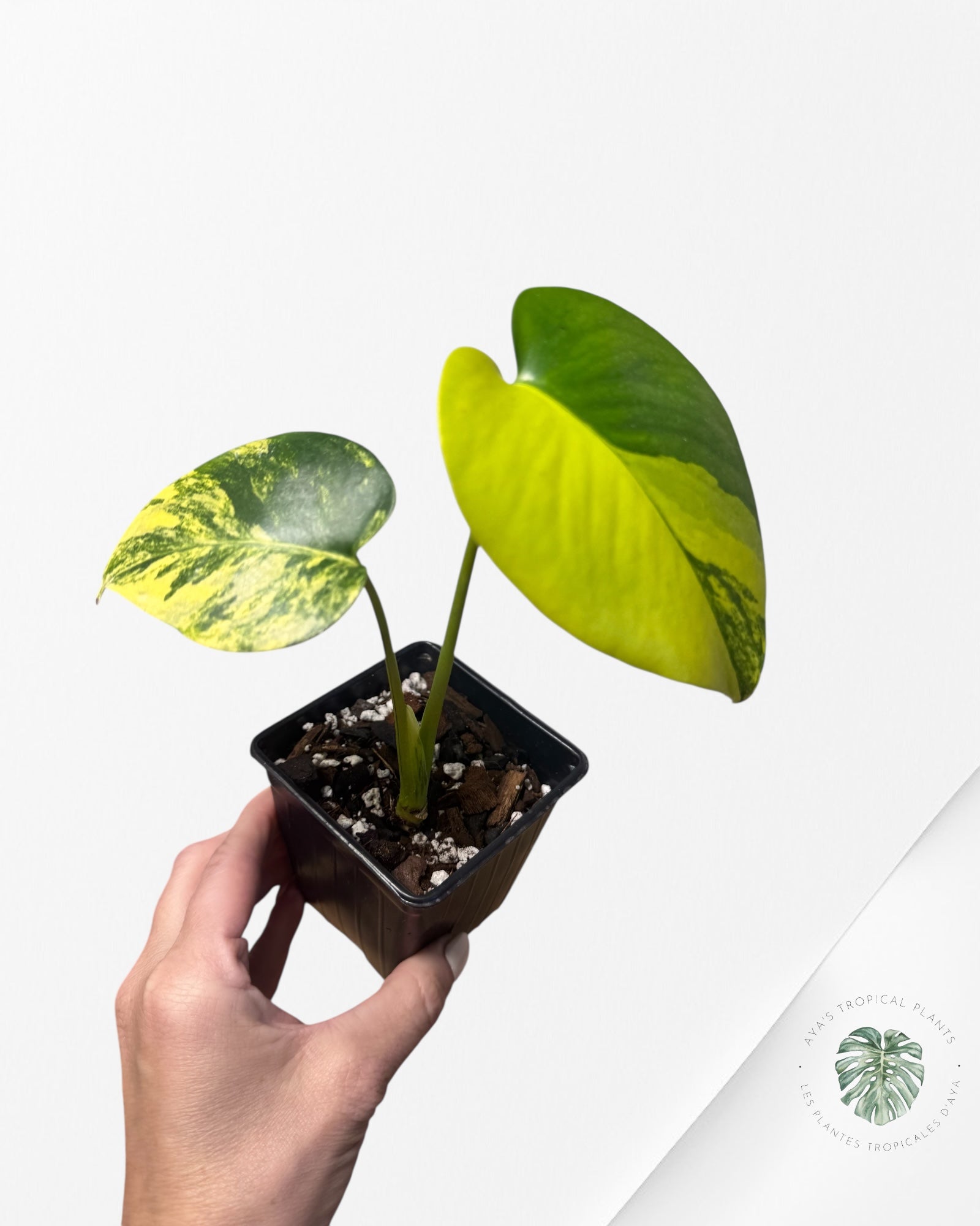 Monstera Deliciosa Jaune 'Marilyn' panaché - 2