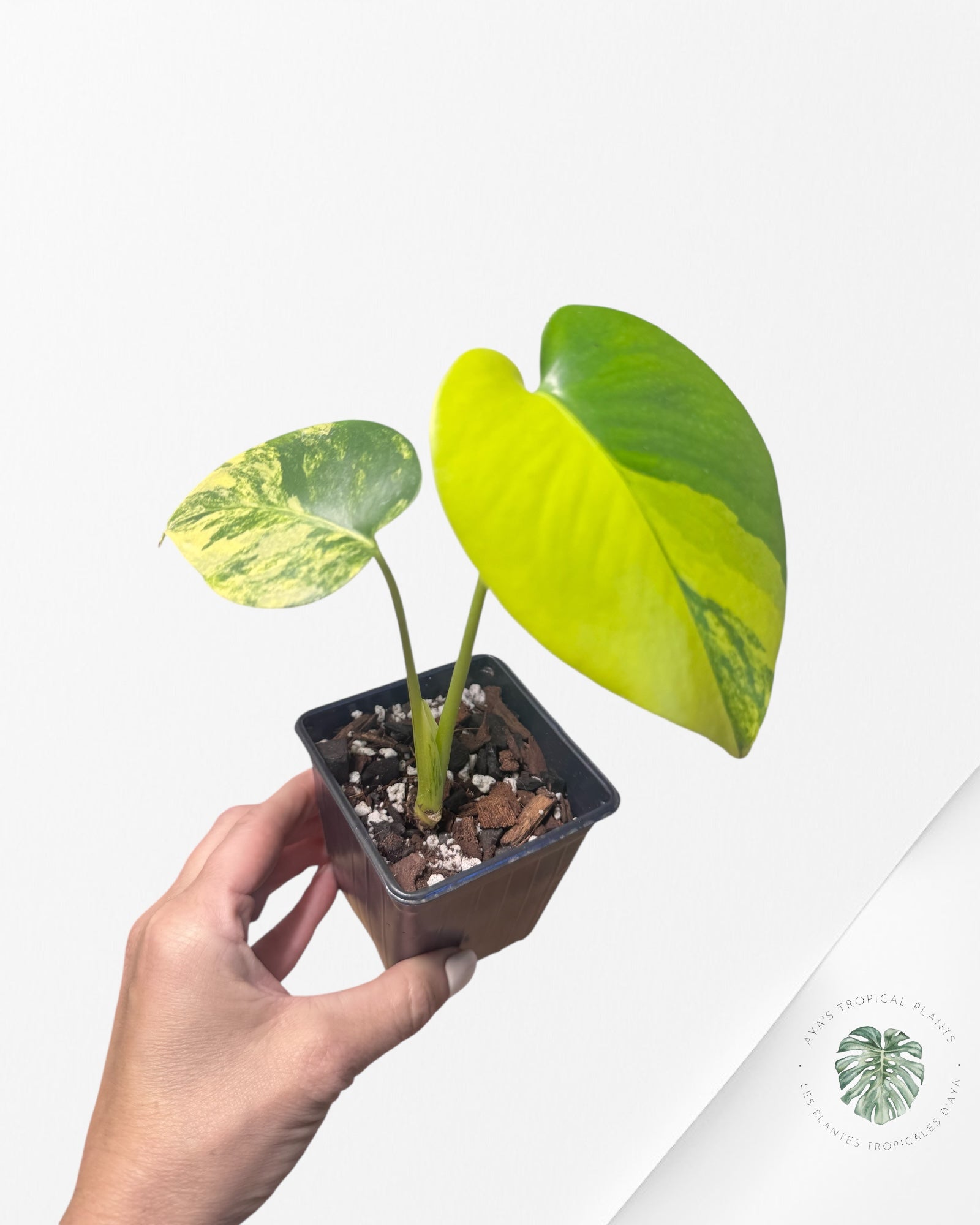 Monstera Deliciosa Jaune 'Marilyn' panaché - 2