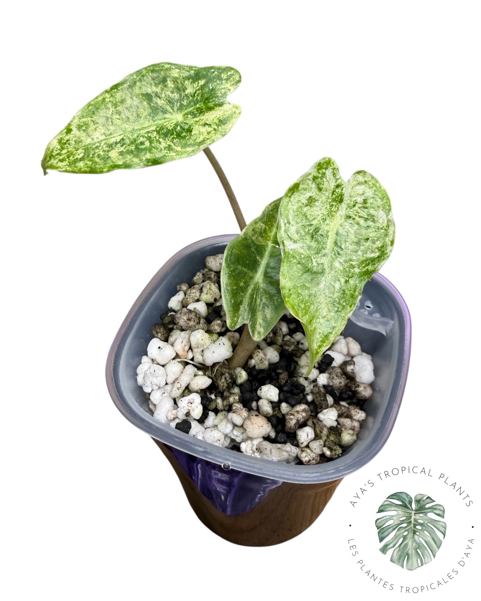 Alocasia Black Satun 'Stardust' panaché