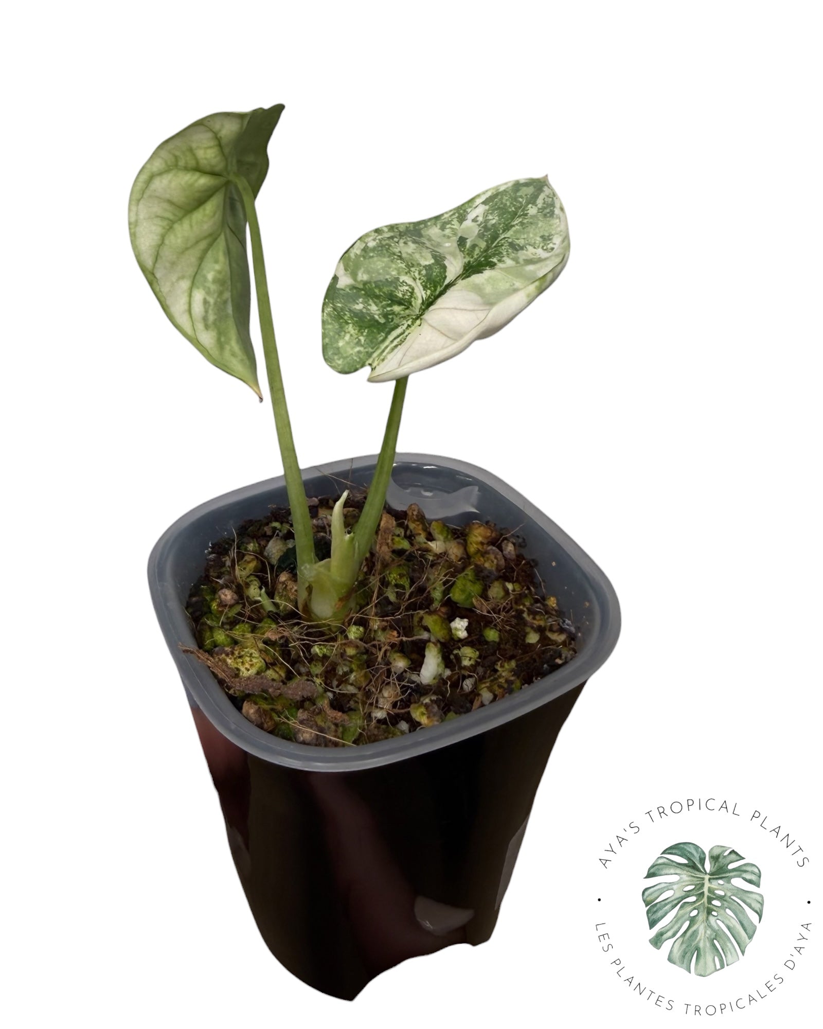 Alocasia Silver Dragon Albo Variegated