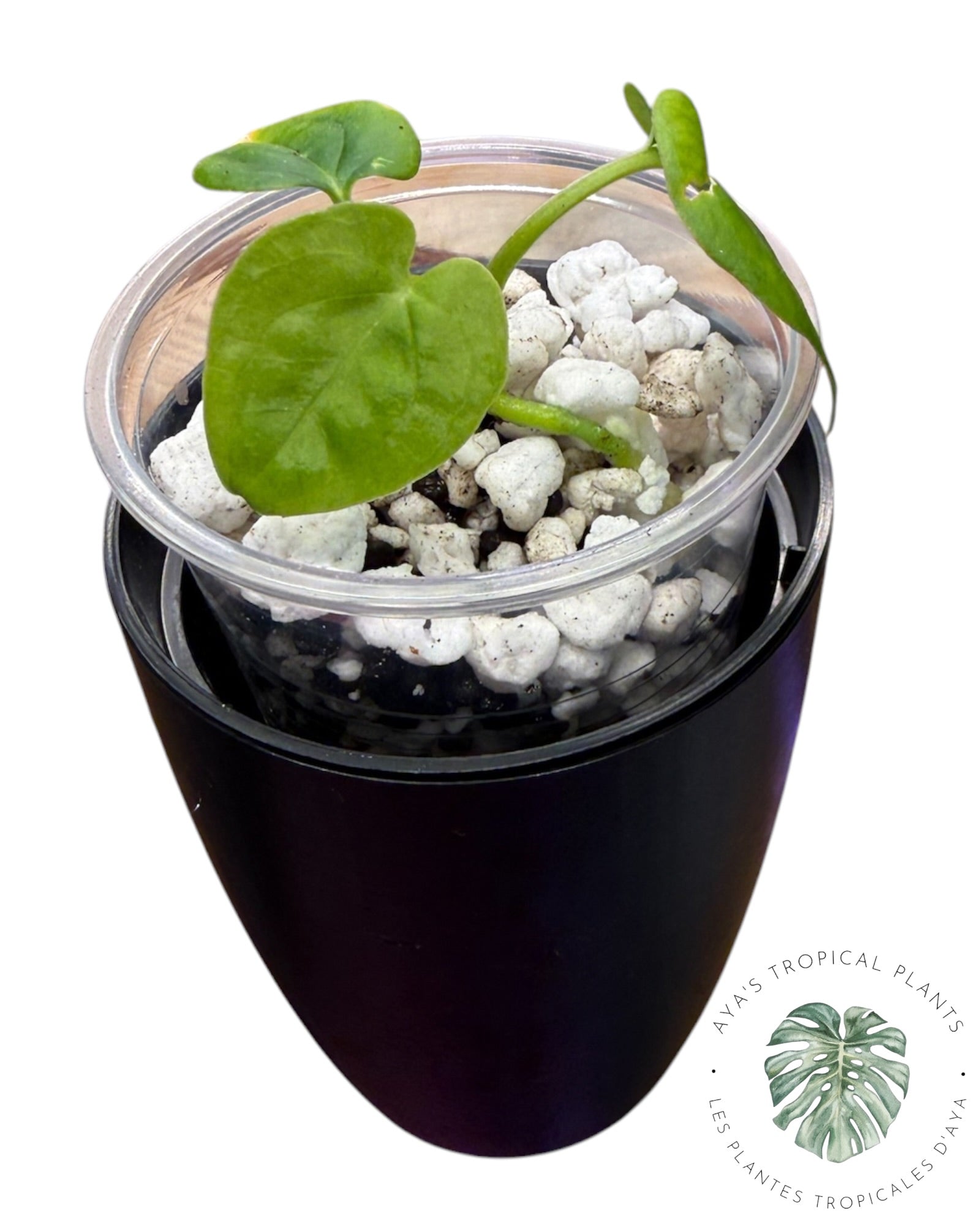 Anthurium Black Magic