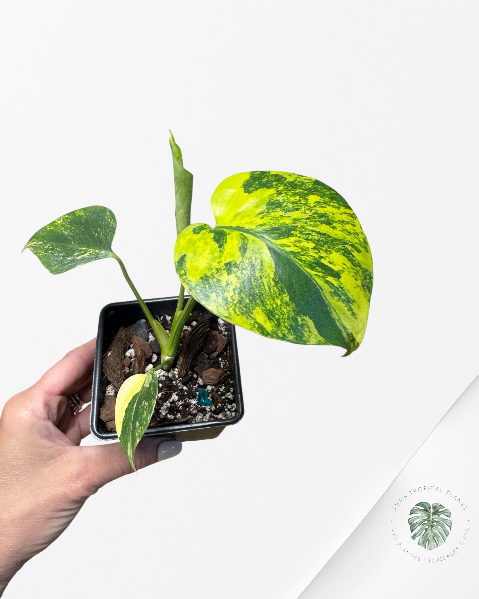 Monstera Deliciosa Yellow 'Marilyn' variegated - 4