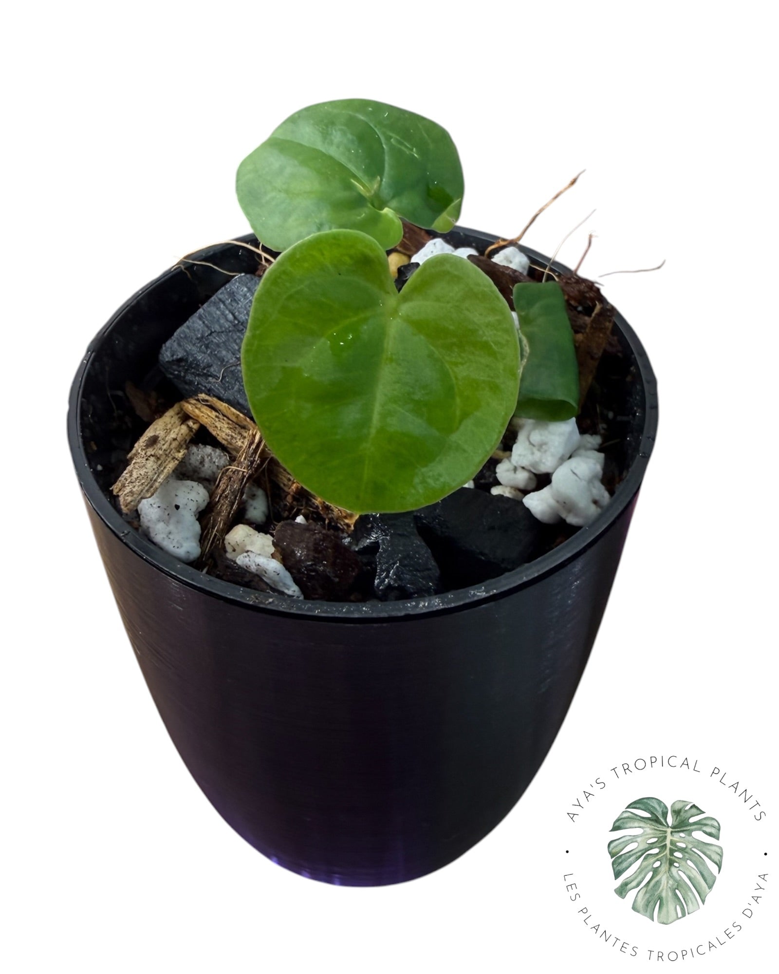 Anthurium Black Magic