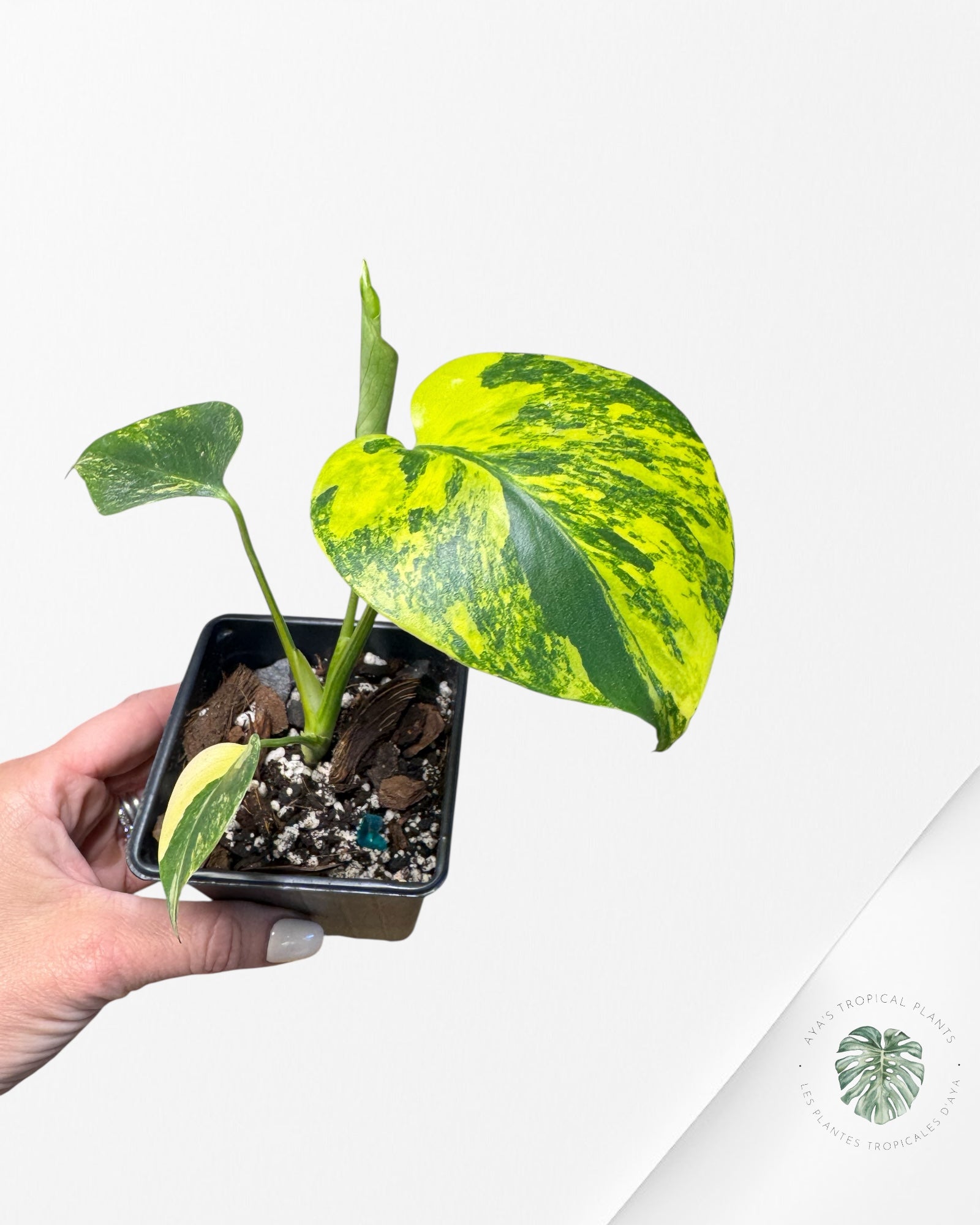 Monstera Deliciosa Yellow 'Marilyn' variegated - 4