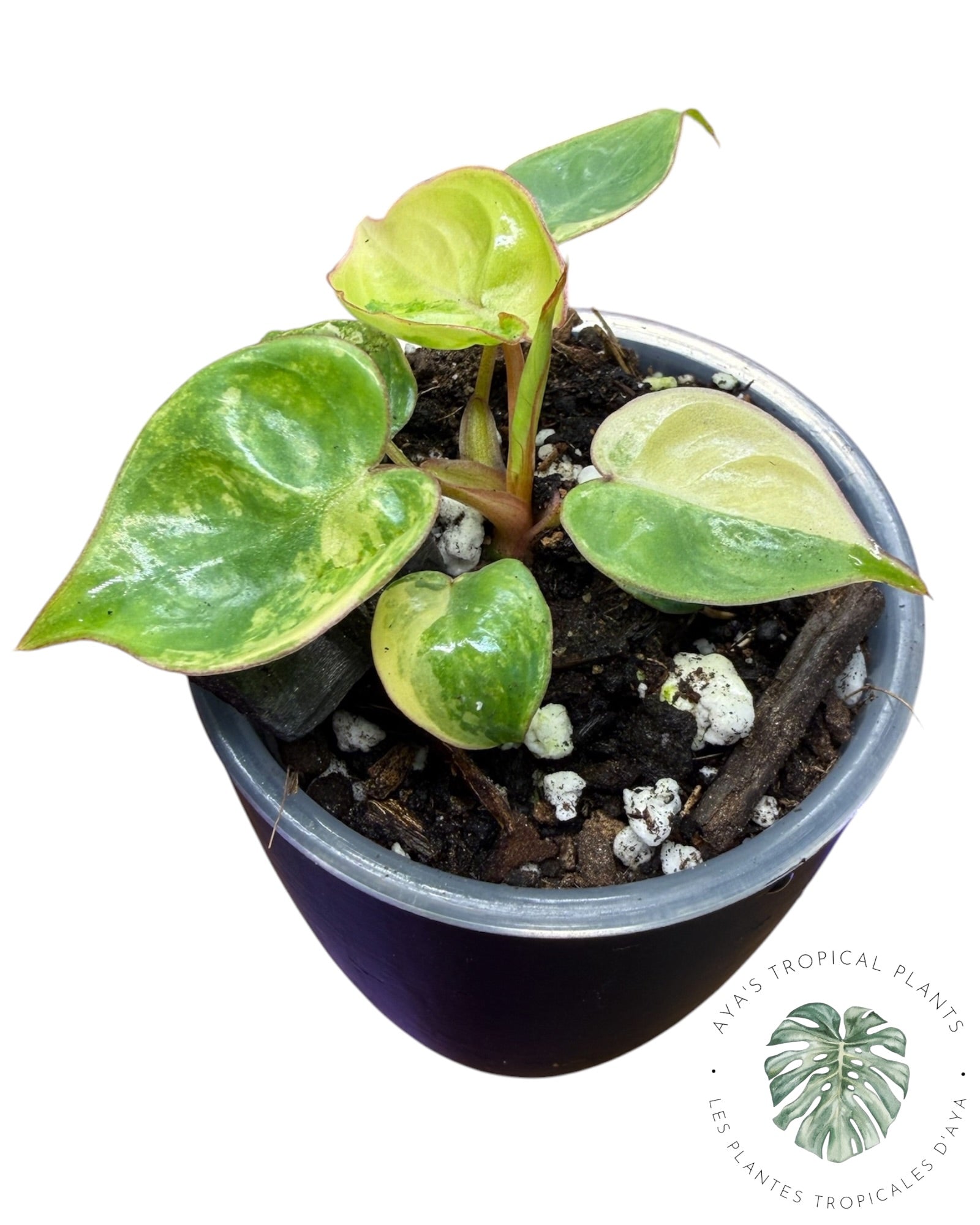 Philodendron Billietiae Variegated