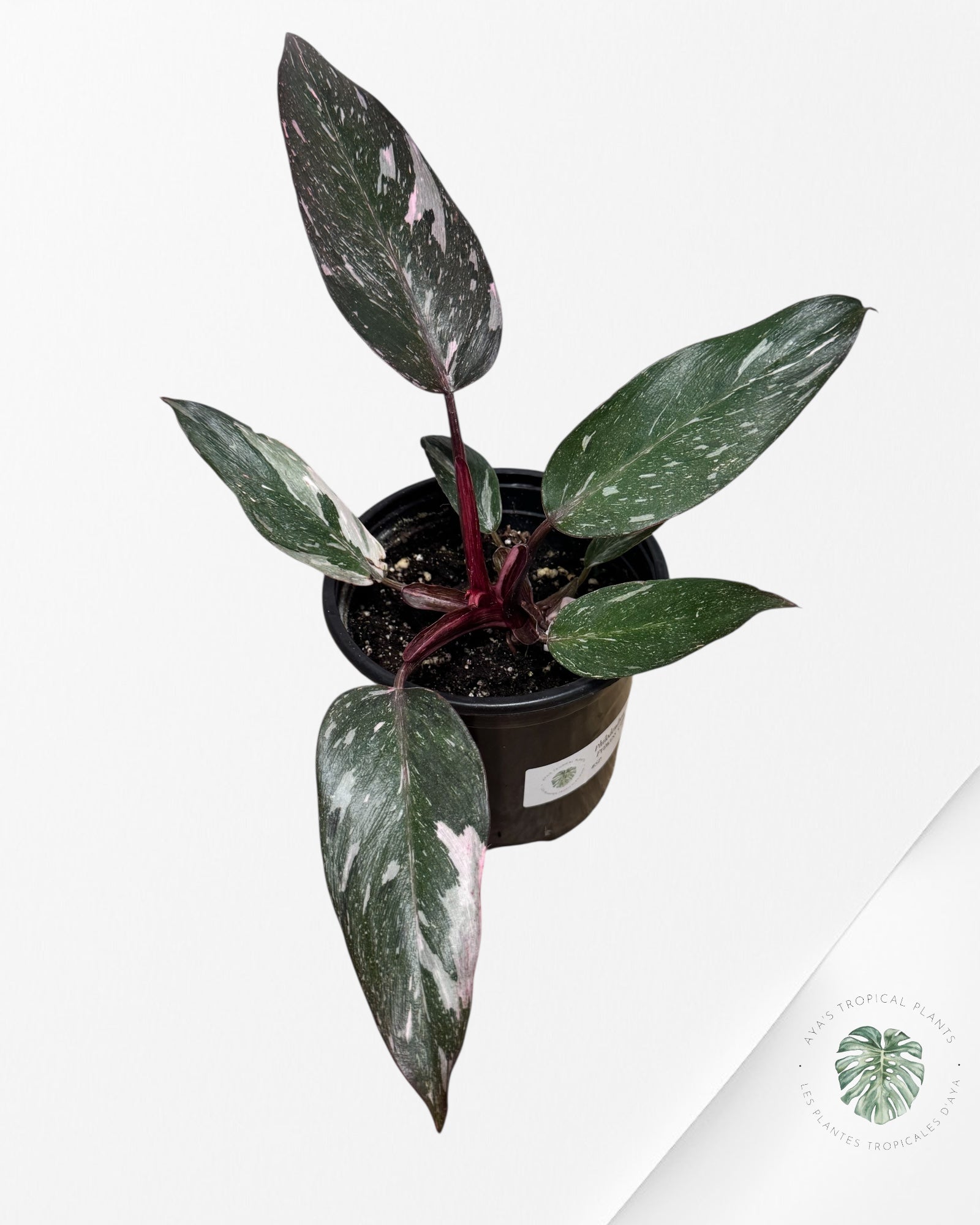 Philodendron Pink Princess Galaxy - SP20