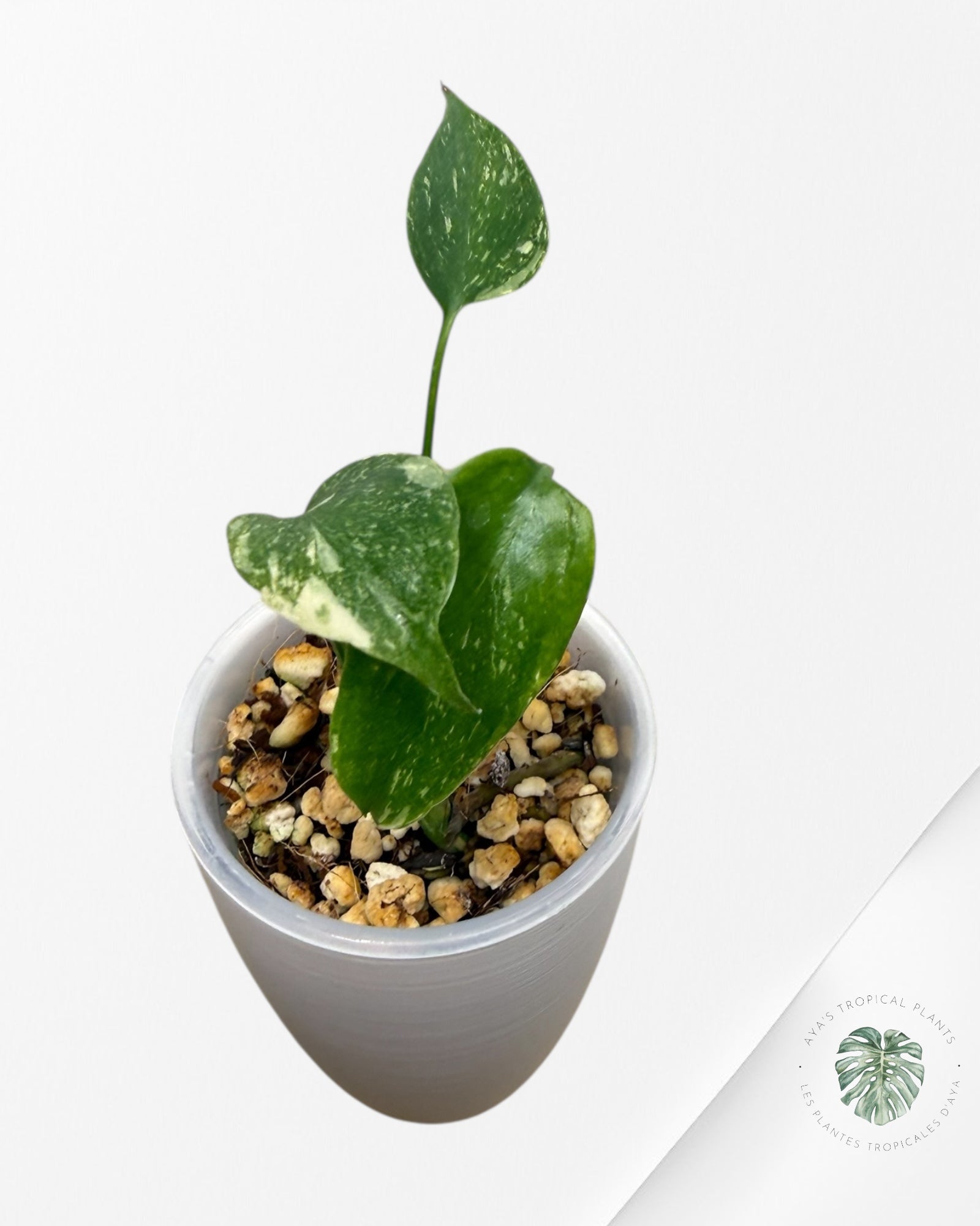 Monstera Thai Constellation Creme Brûlée