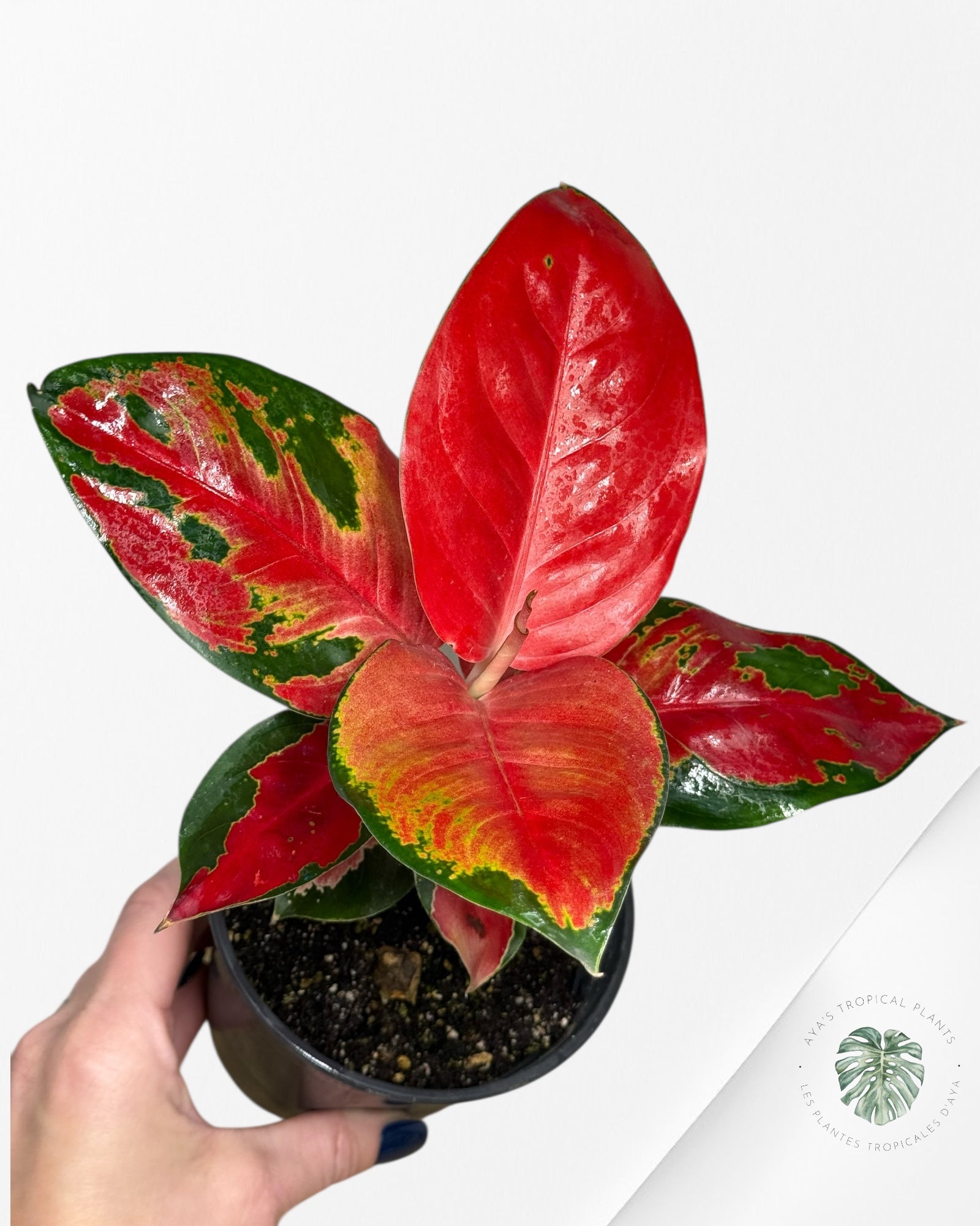 Aglaonema Suksom-404
