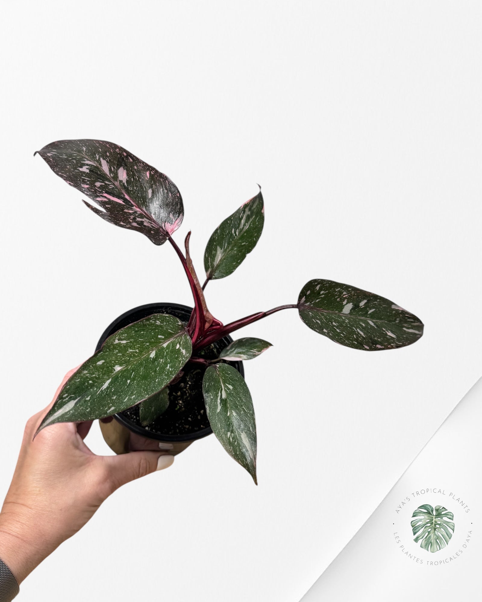 Philodendron Pink Princess Galaxy - SP10
