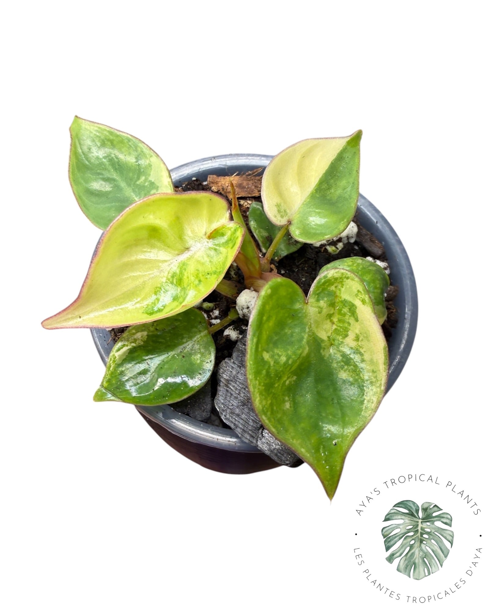 Philodendron Billietiae Variegated