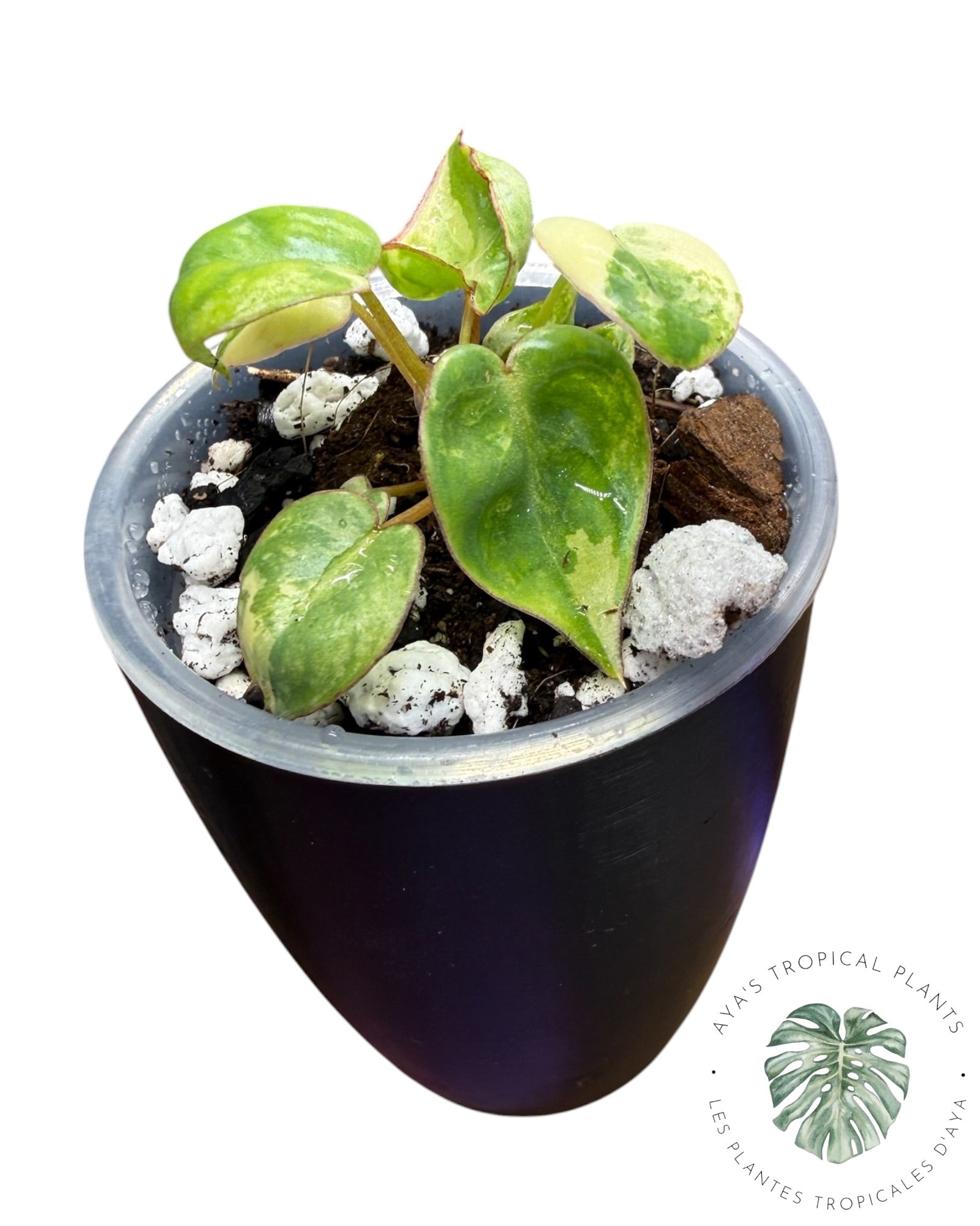 Philodendron Billietiae Panaché