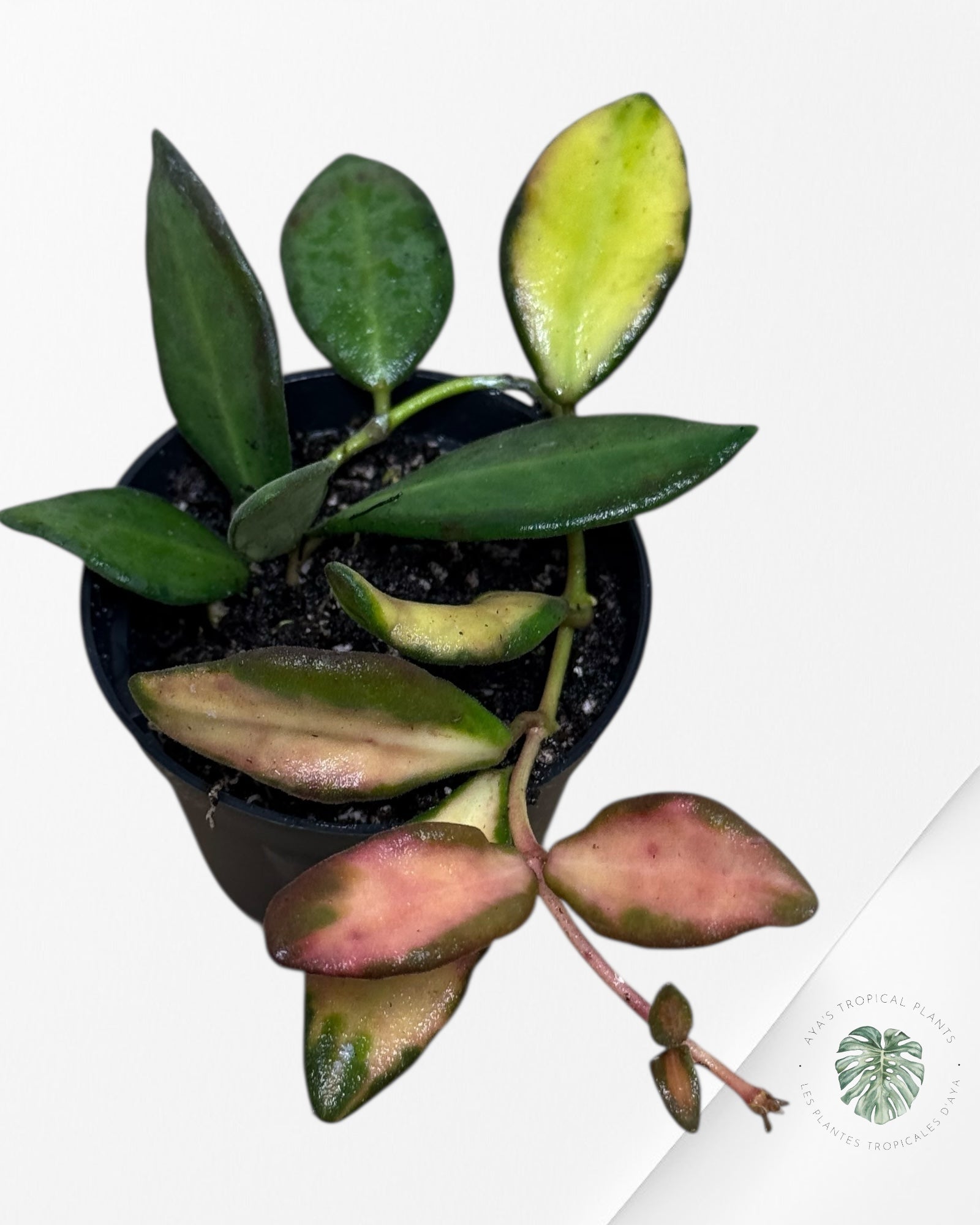 Hoya 'DS-70 Variegated'-406
