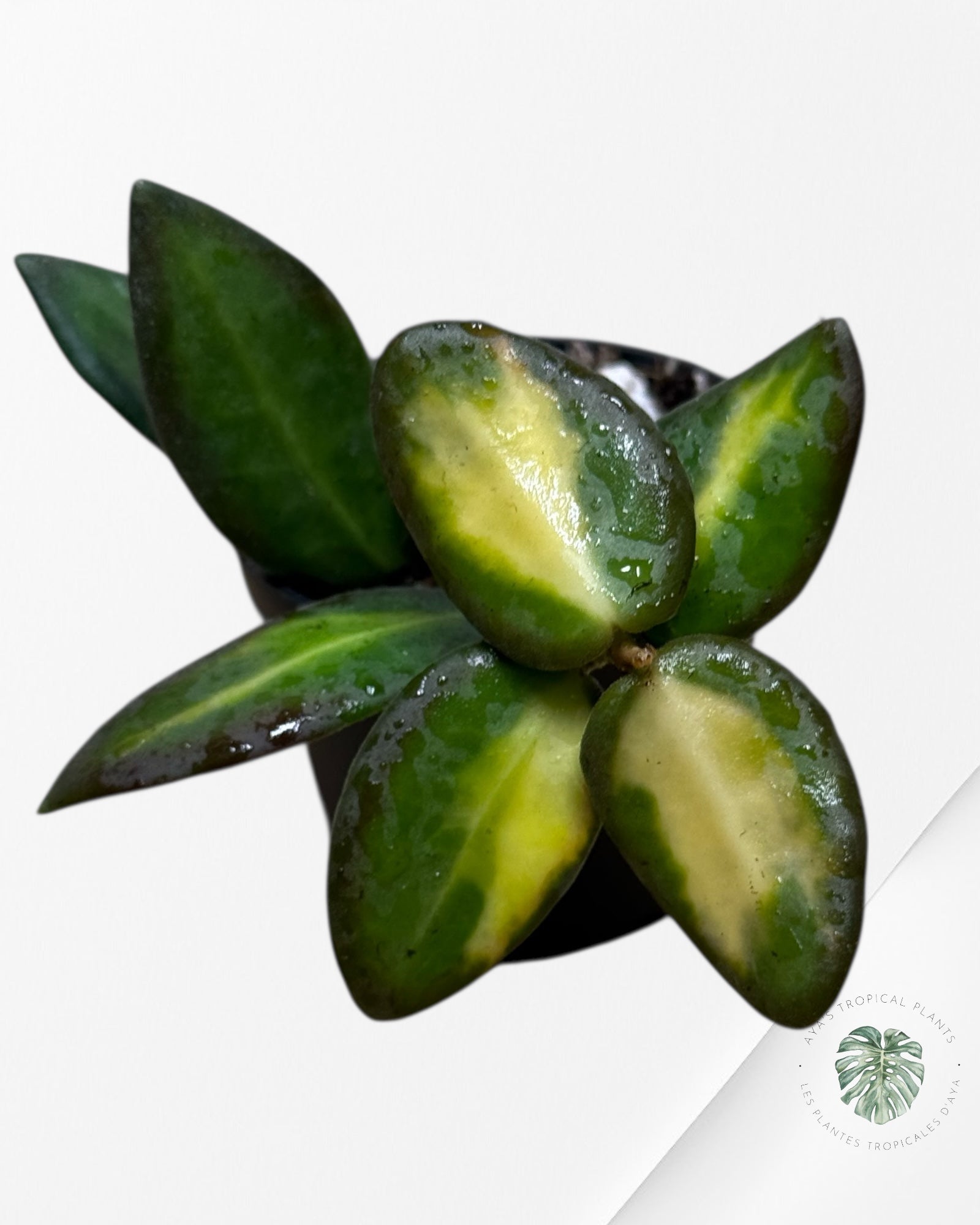 Hoya 'DS-70 Variegated'-408