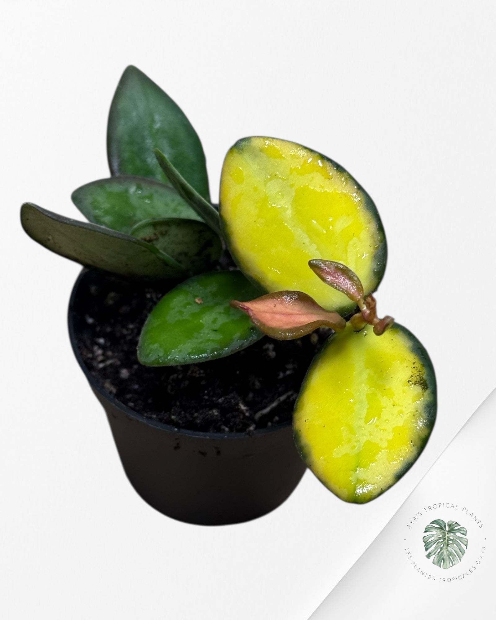 Hoya 'DS-70 Variegated'-407