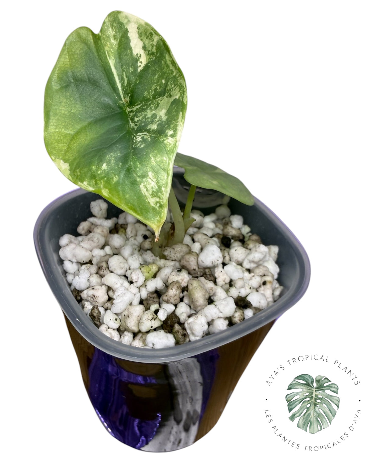Alocasia Dragon Scale Albo