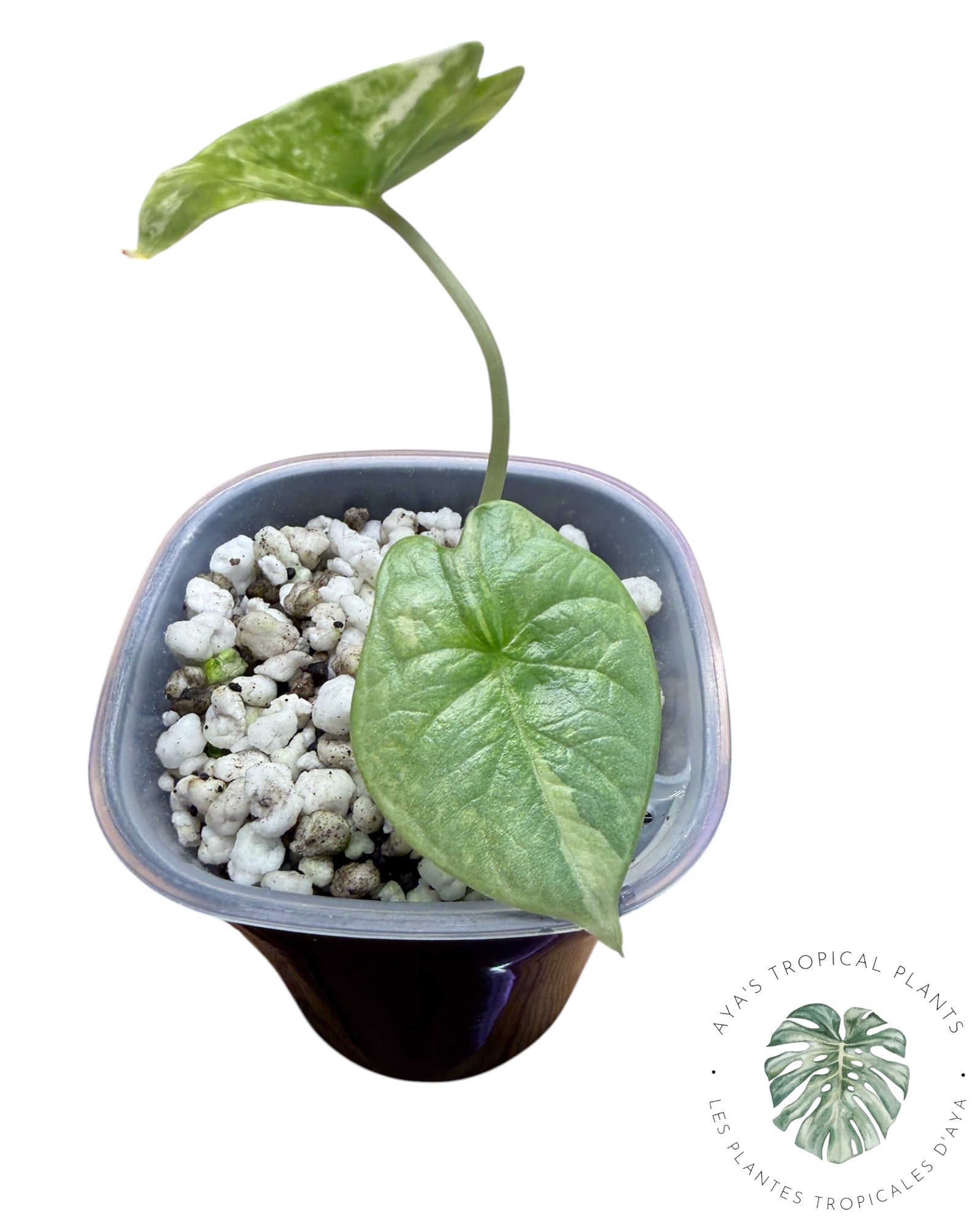 Alocasia Dragon Scale Albo