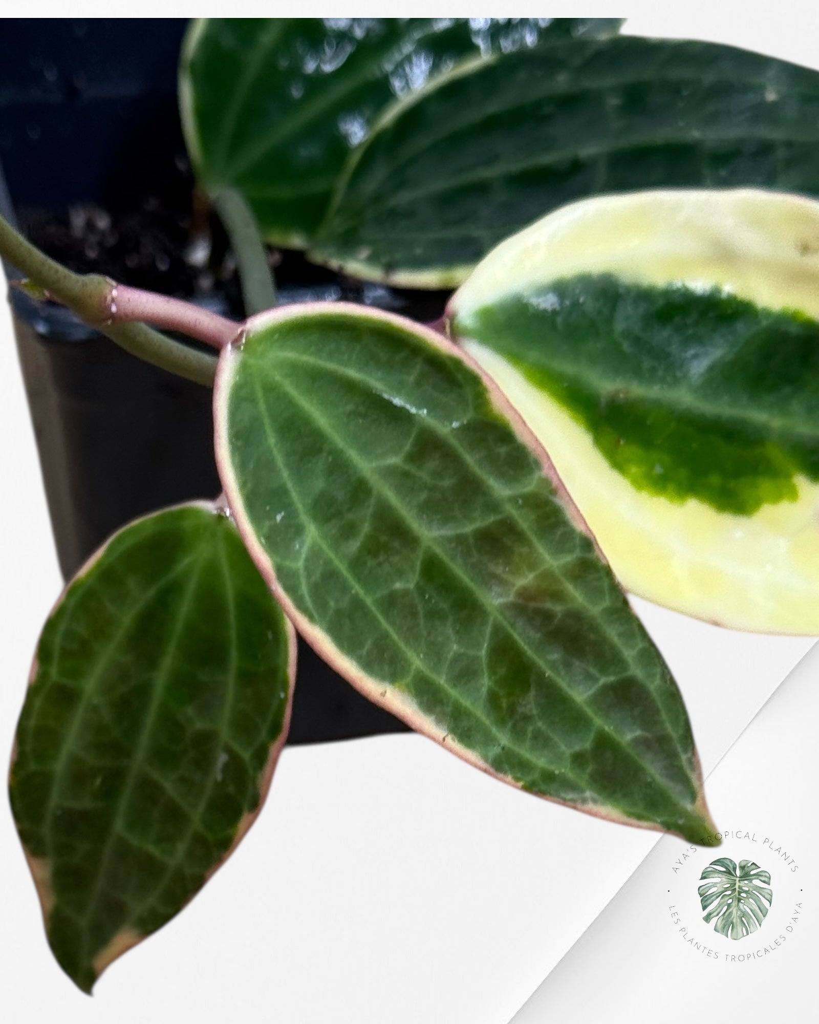 Hoya Latifolia (Macrophylla) Albomarginata-410