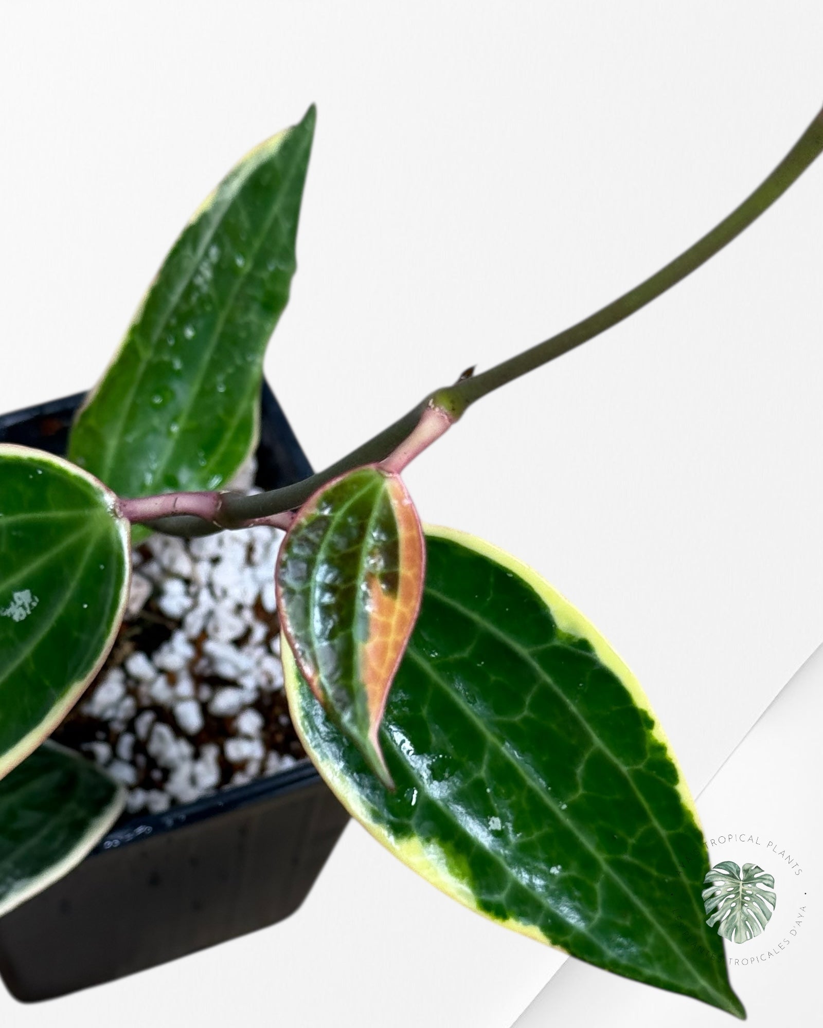 Hoya Latifolia (Macrophylla) Albomarginata-409