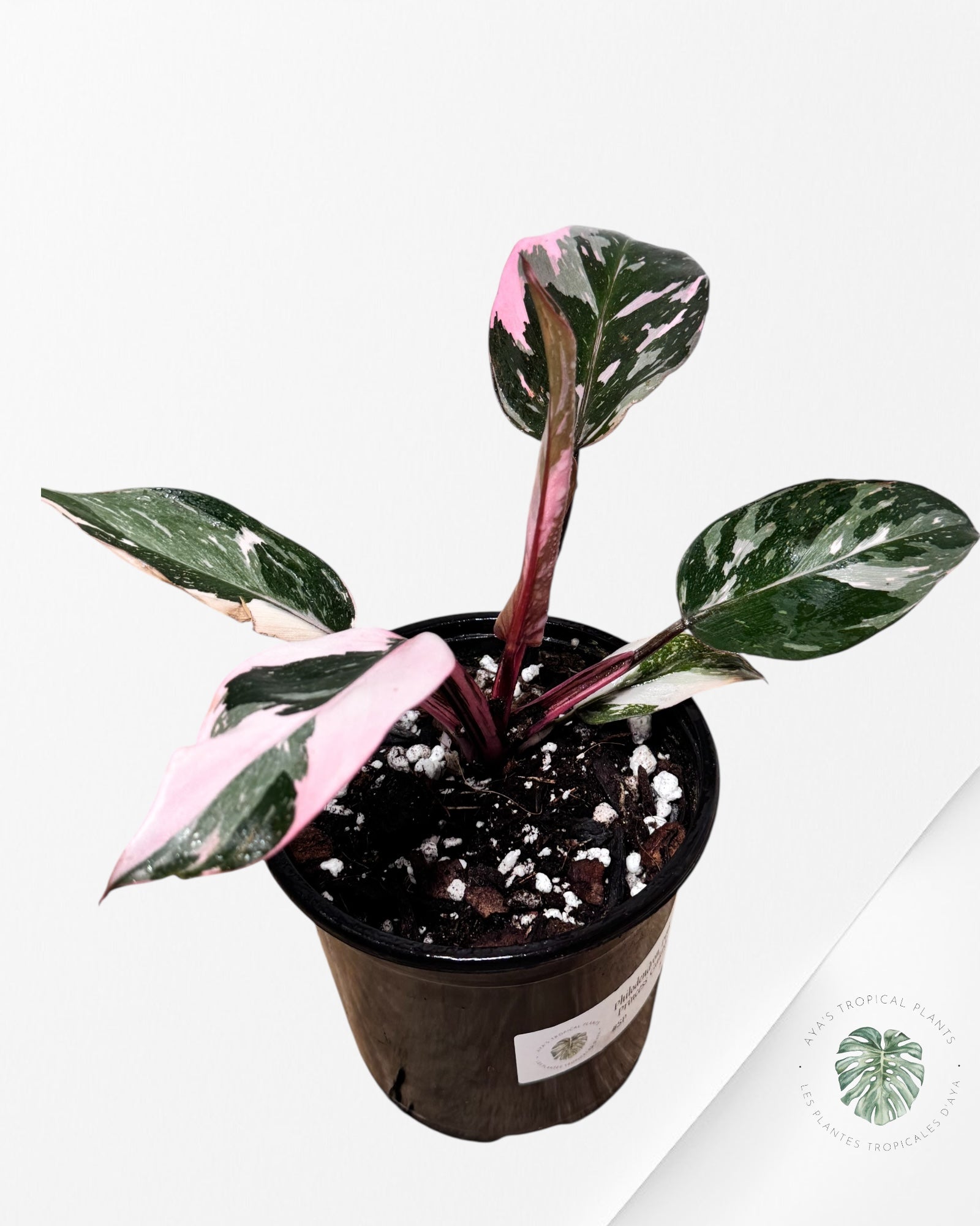 Philodendron Pink Princess Galaxy - SP50