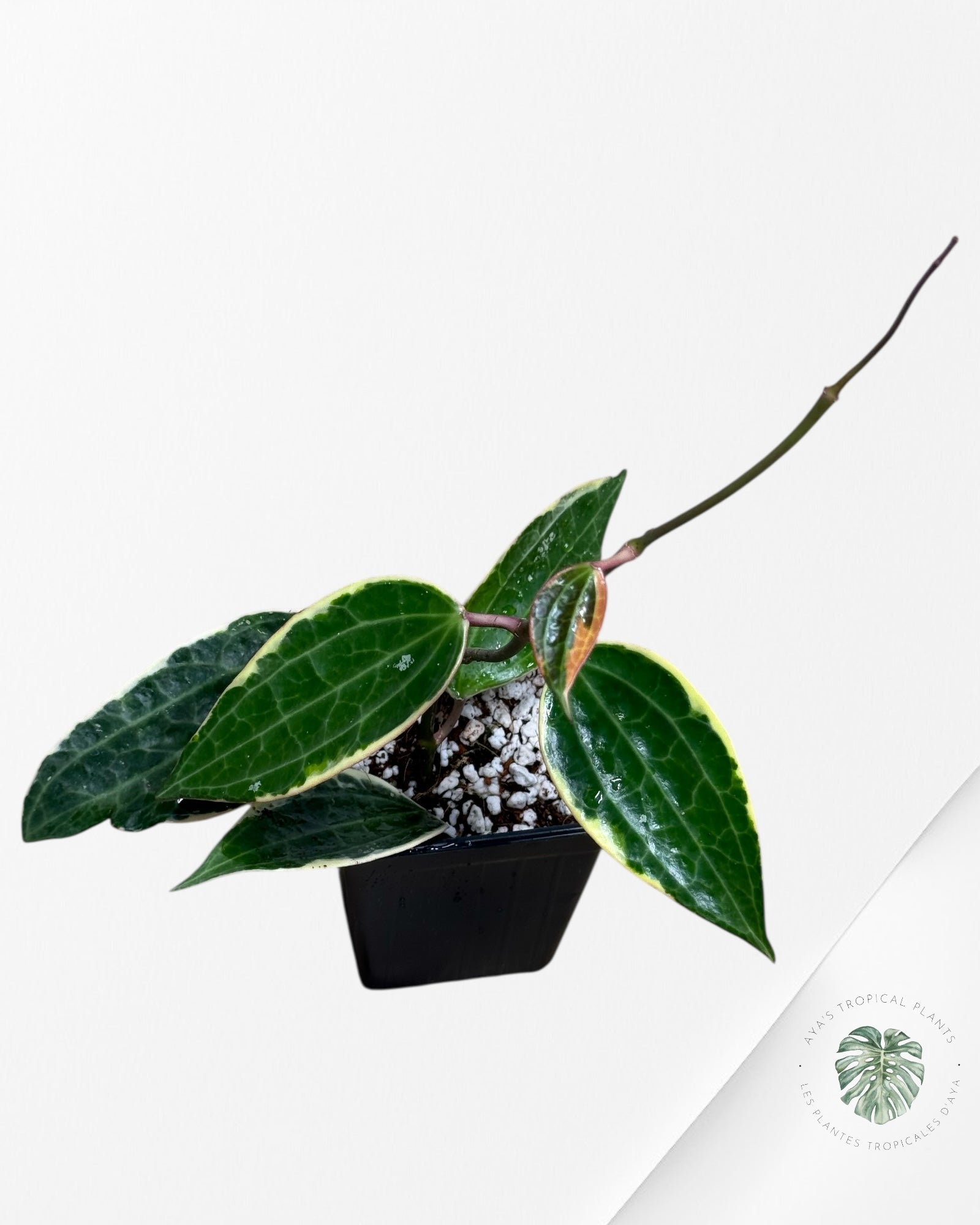 Hoya Latifolia (Macrophylla) Albomarginata-409