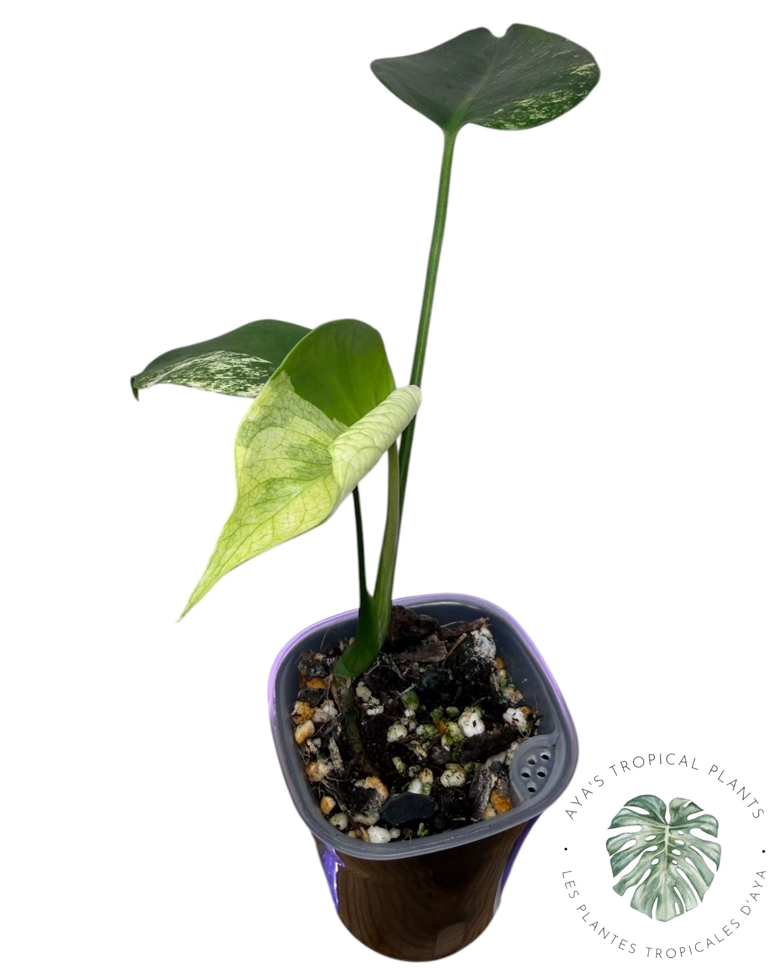 Monstera White Monster