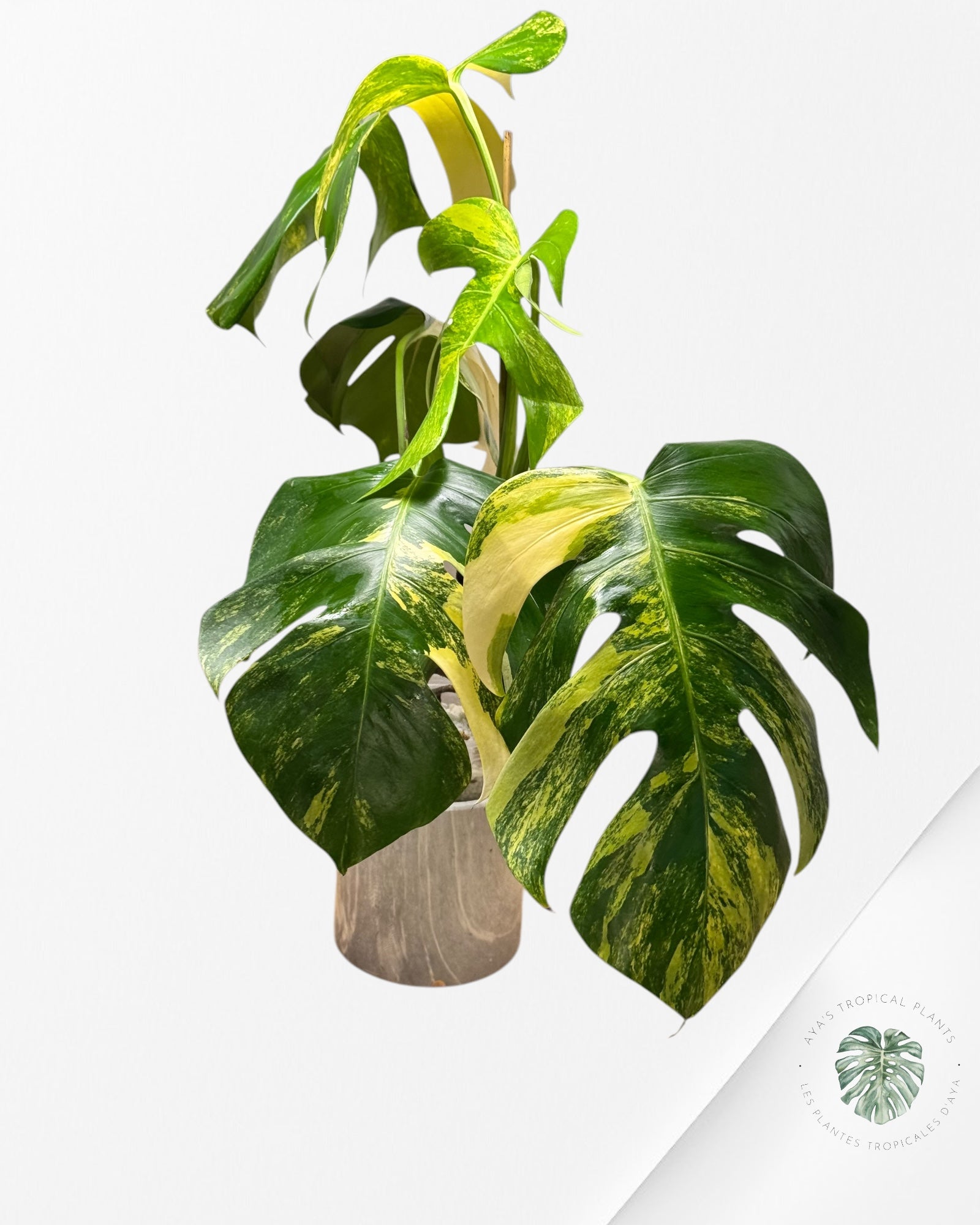 Monstera  Aurea -JA12