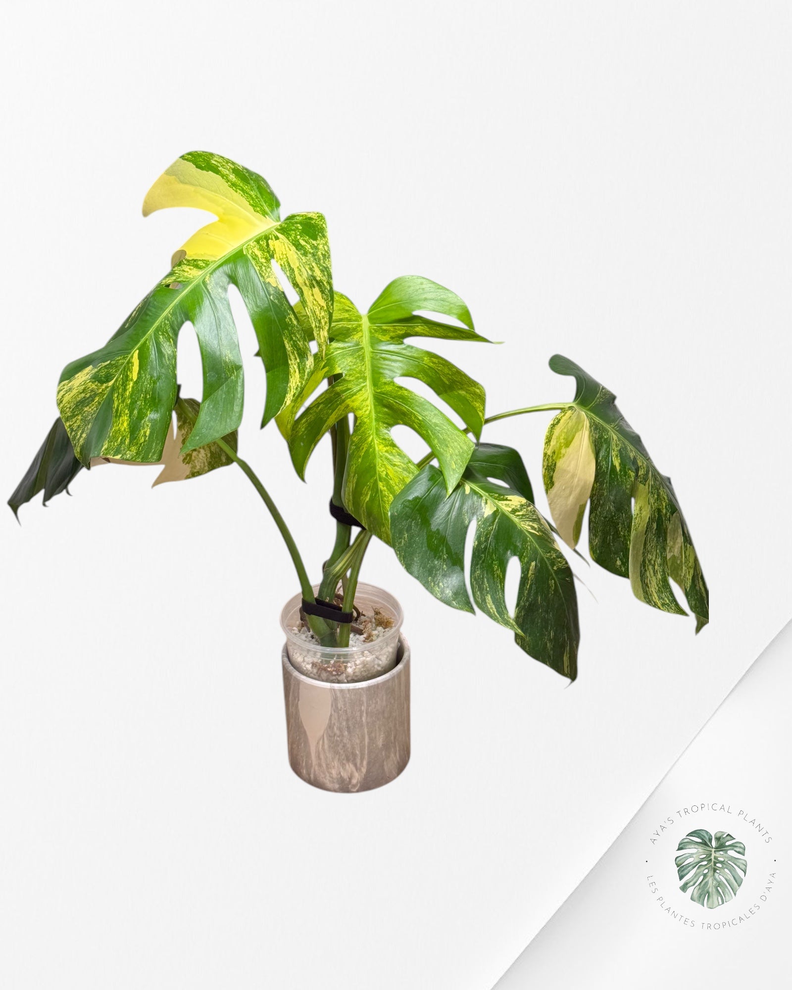 Monstera  Aurea -JA12