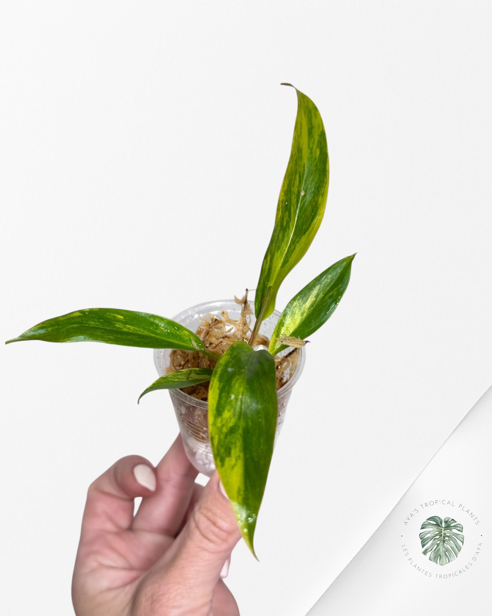 Philodendron Caramel Marble - TC1
