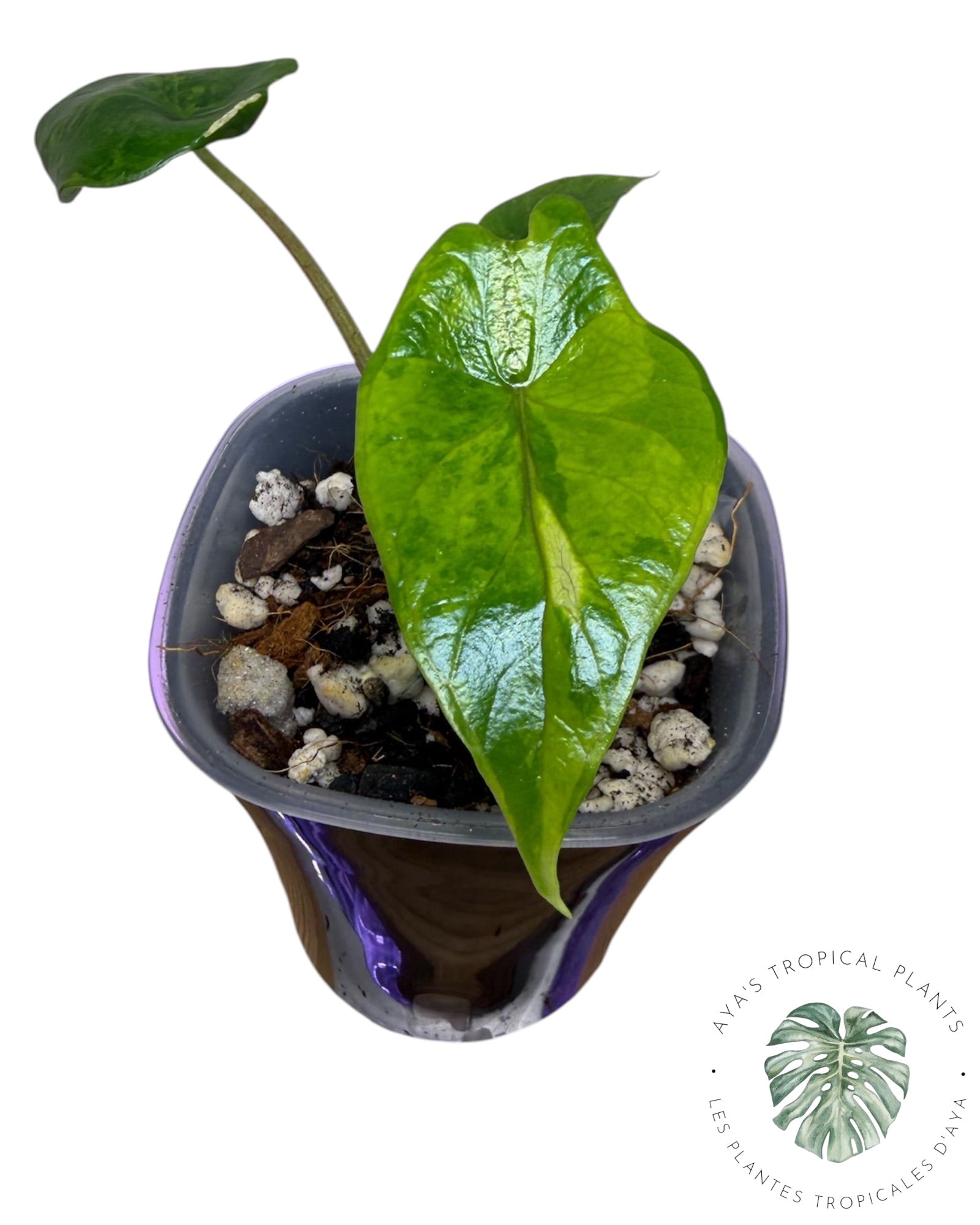 Alocasia Scalprum Aurea Variegated