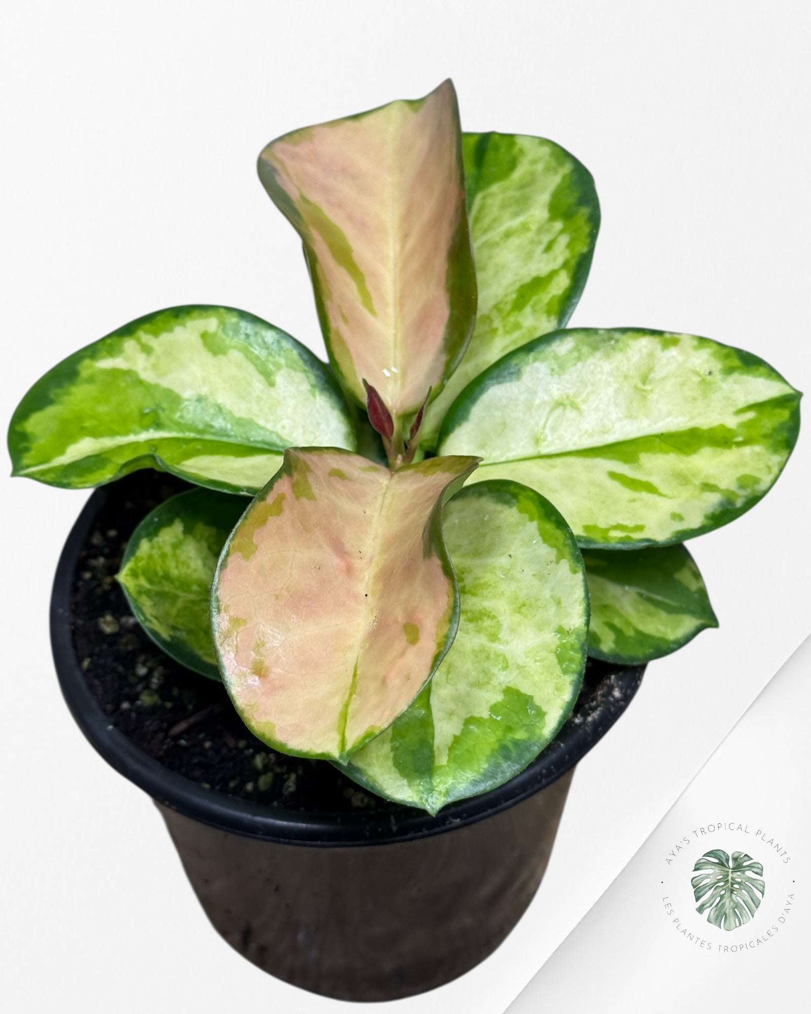 Hoya Australis Lisa Tricolor-412