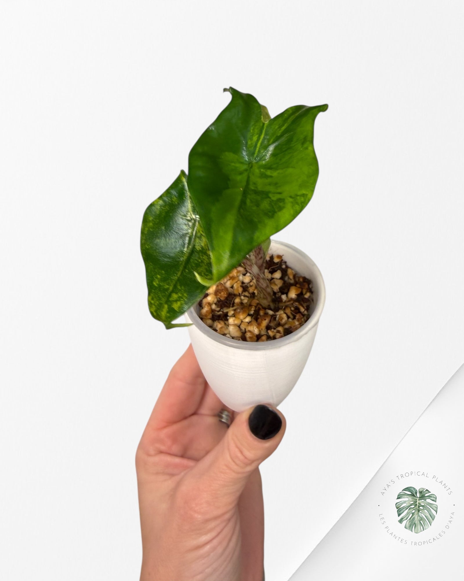 Alocasia Zebrina Thomas panachée | Plante TC rare | Plantes tropicales d'Aya