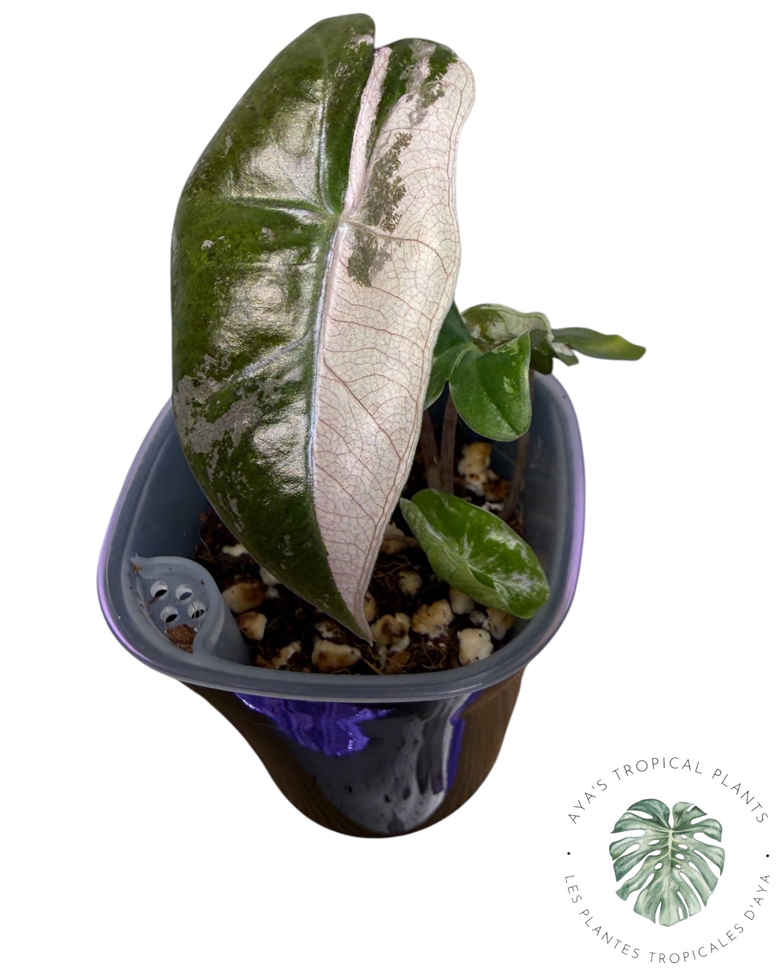 Alocasia Pseudo Sanderiana Rose