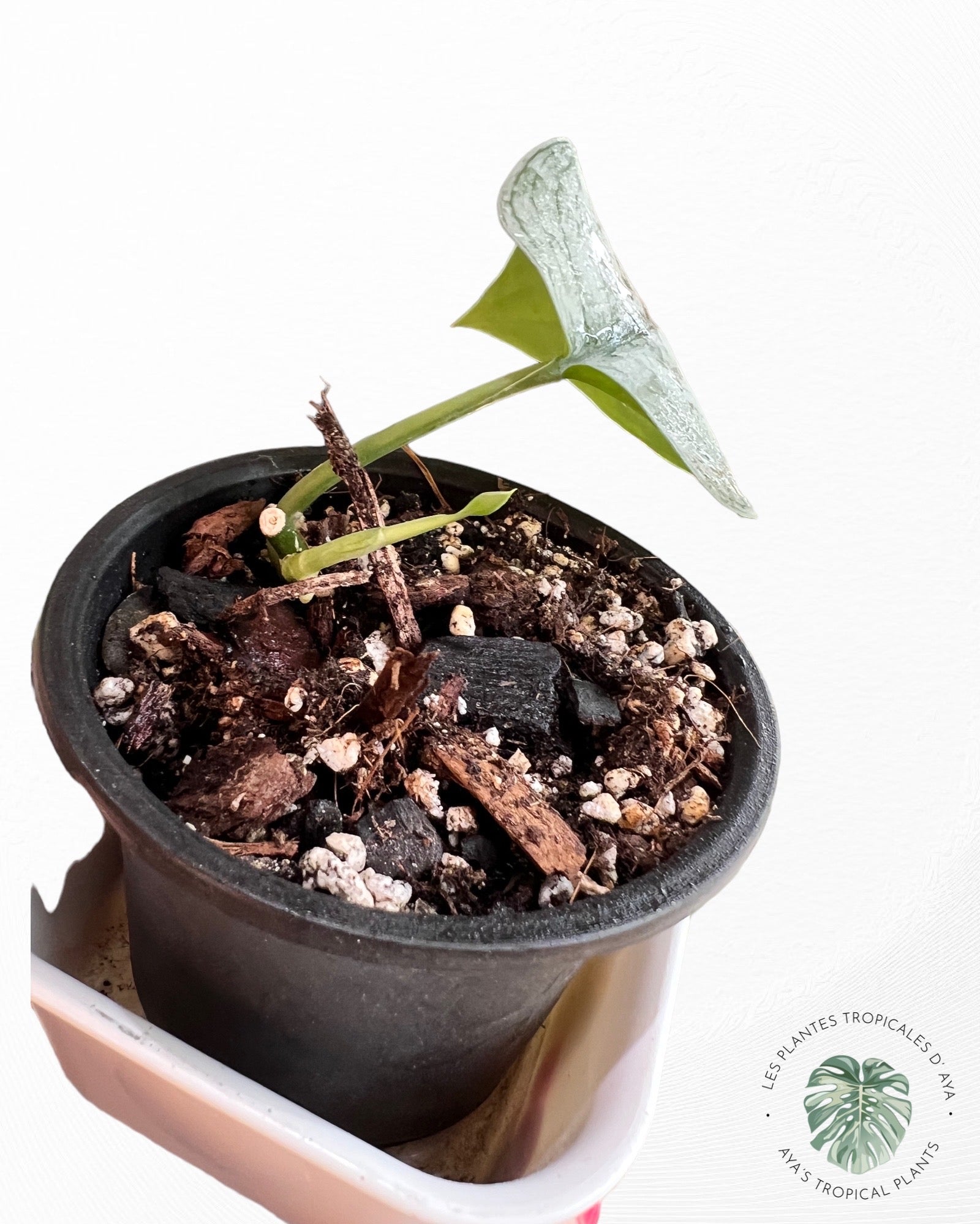 Scindapsus Silver Cloud-PO21