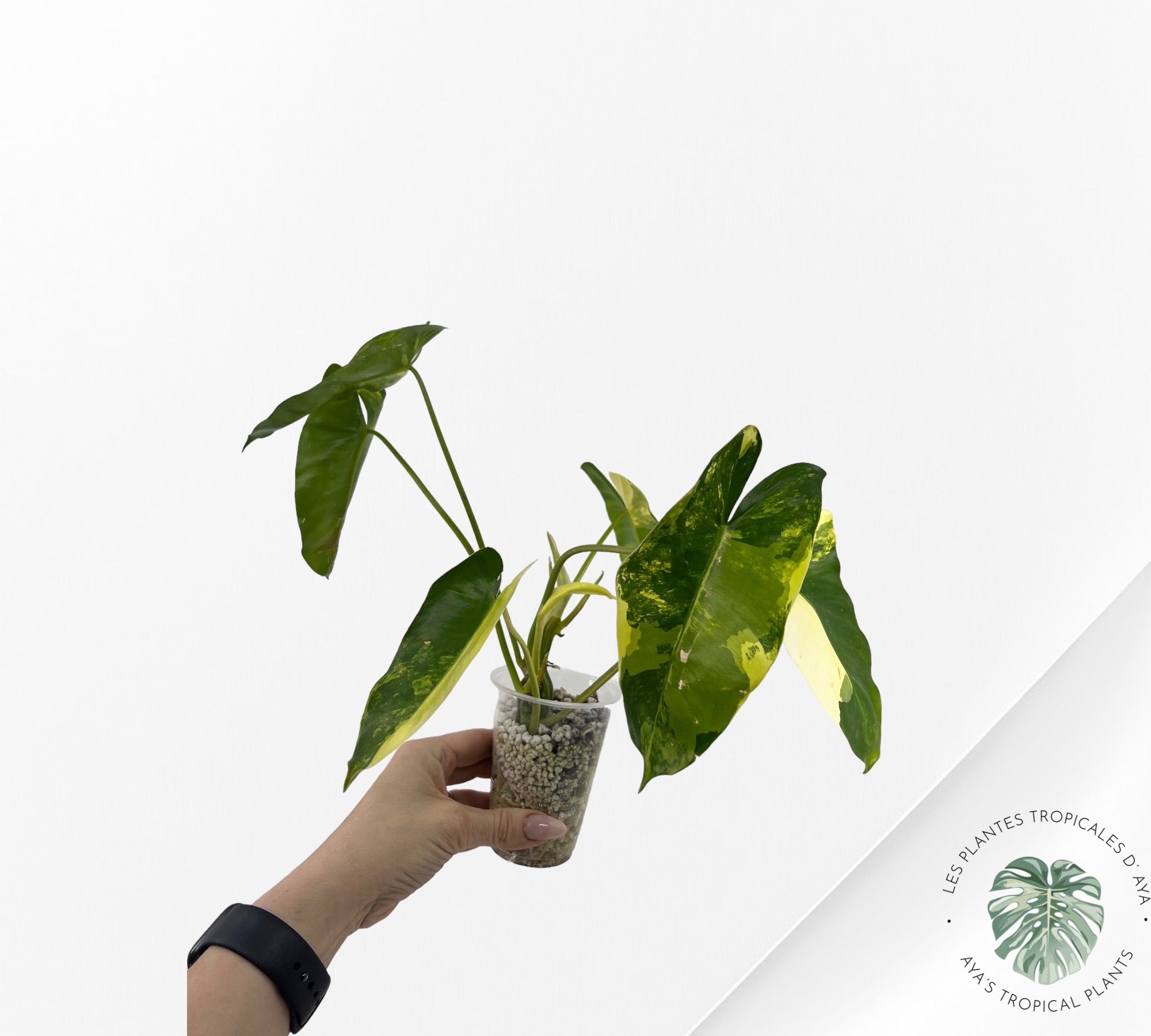 Philodendron Burle Marx Variagé-5