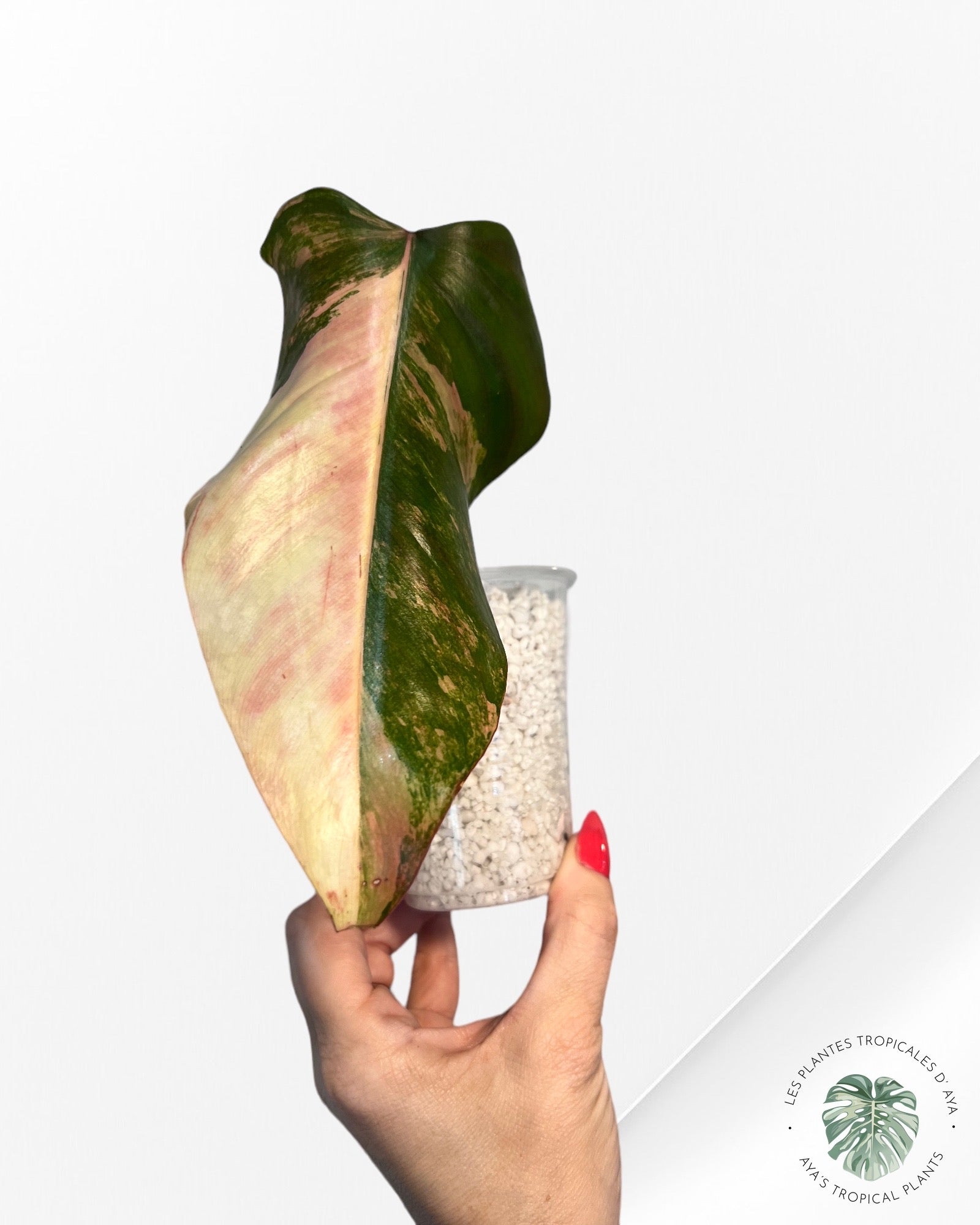 Philodendron Strawberry Shake A20