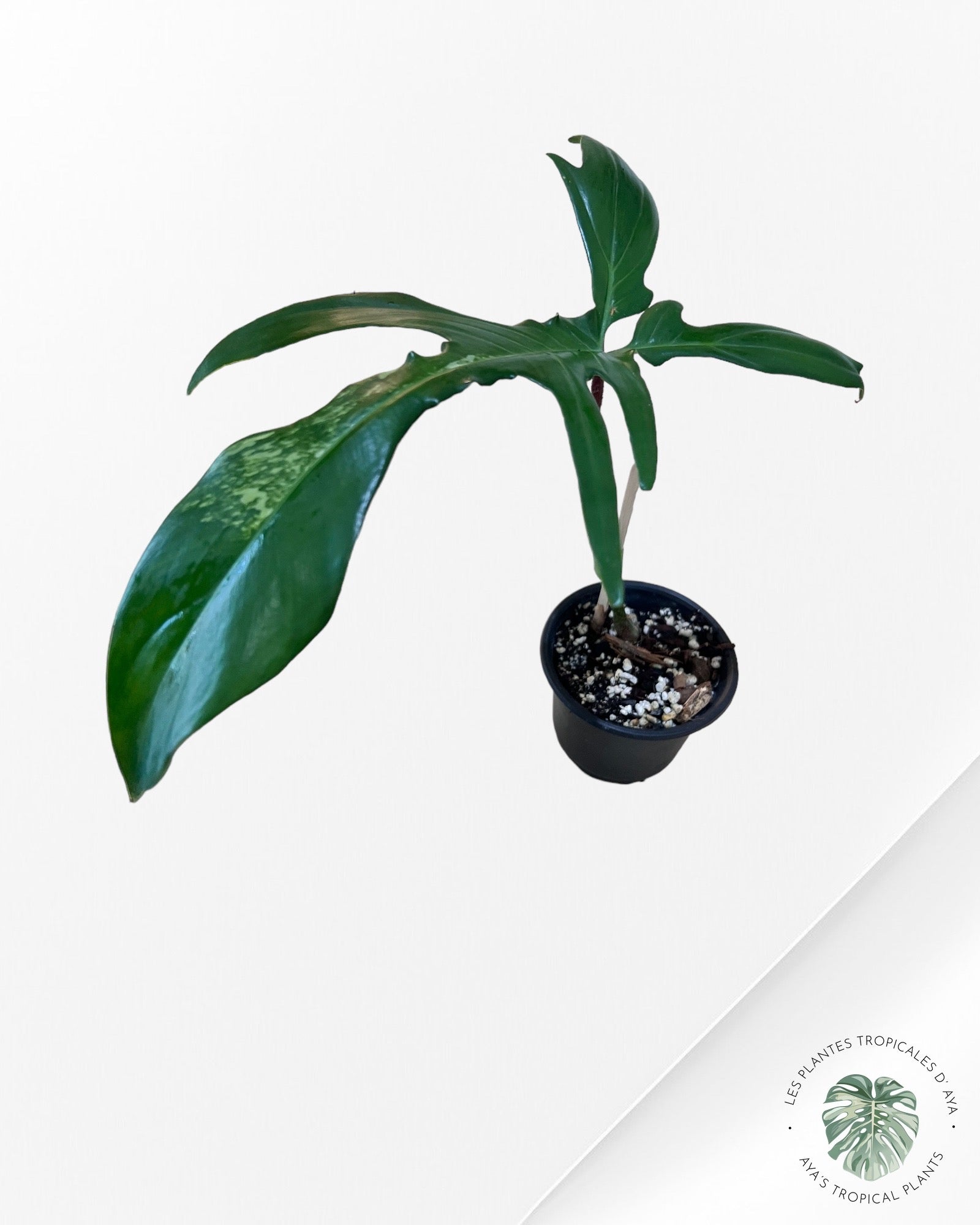 Philodendron Florida Beauty-A