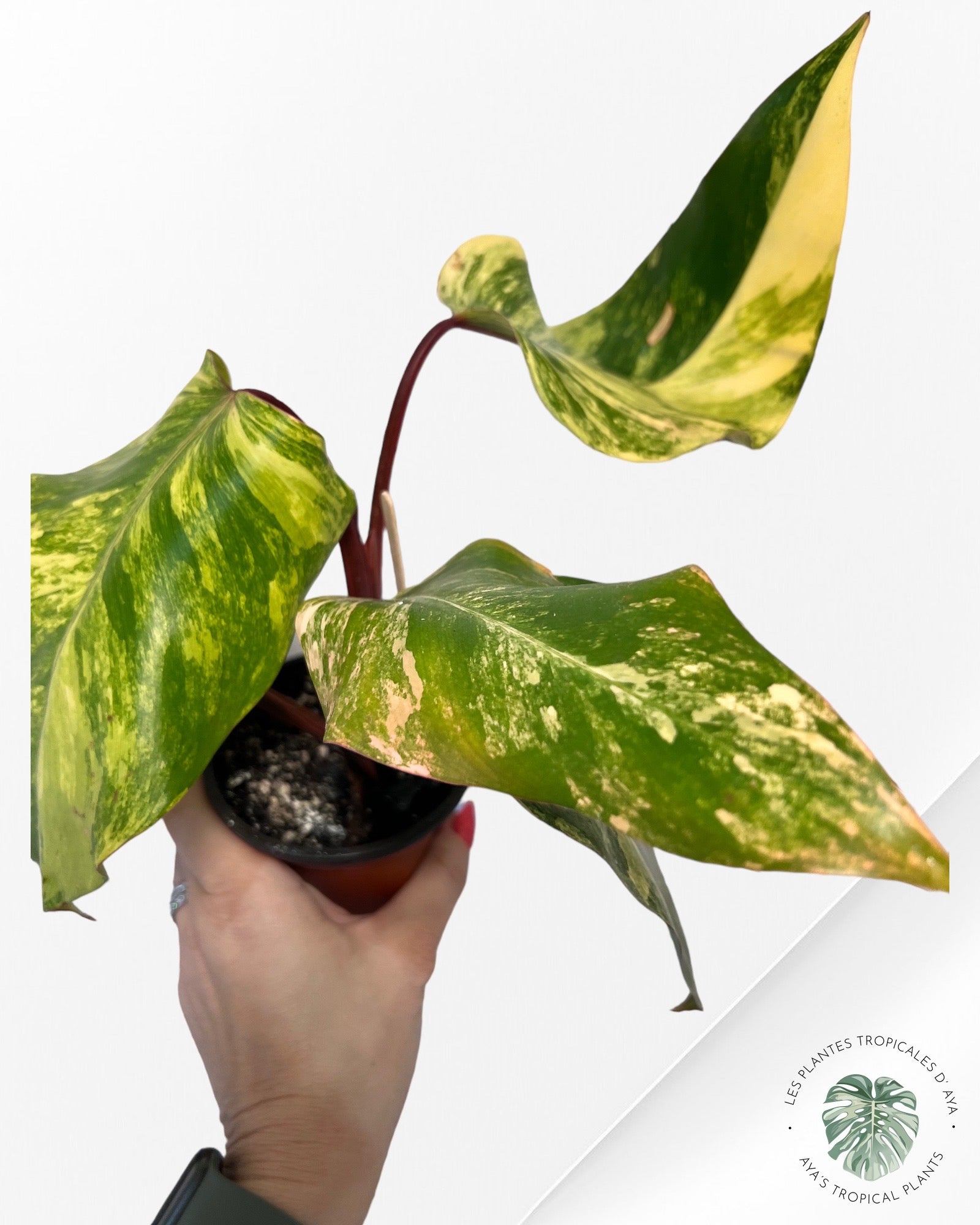 Philodendron Strawberry Shake JAS2